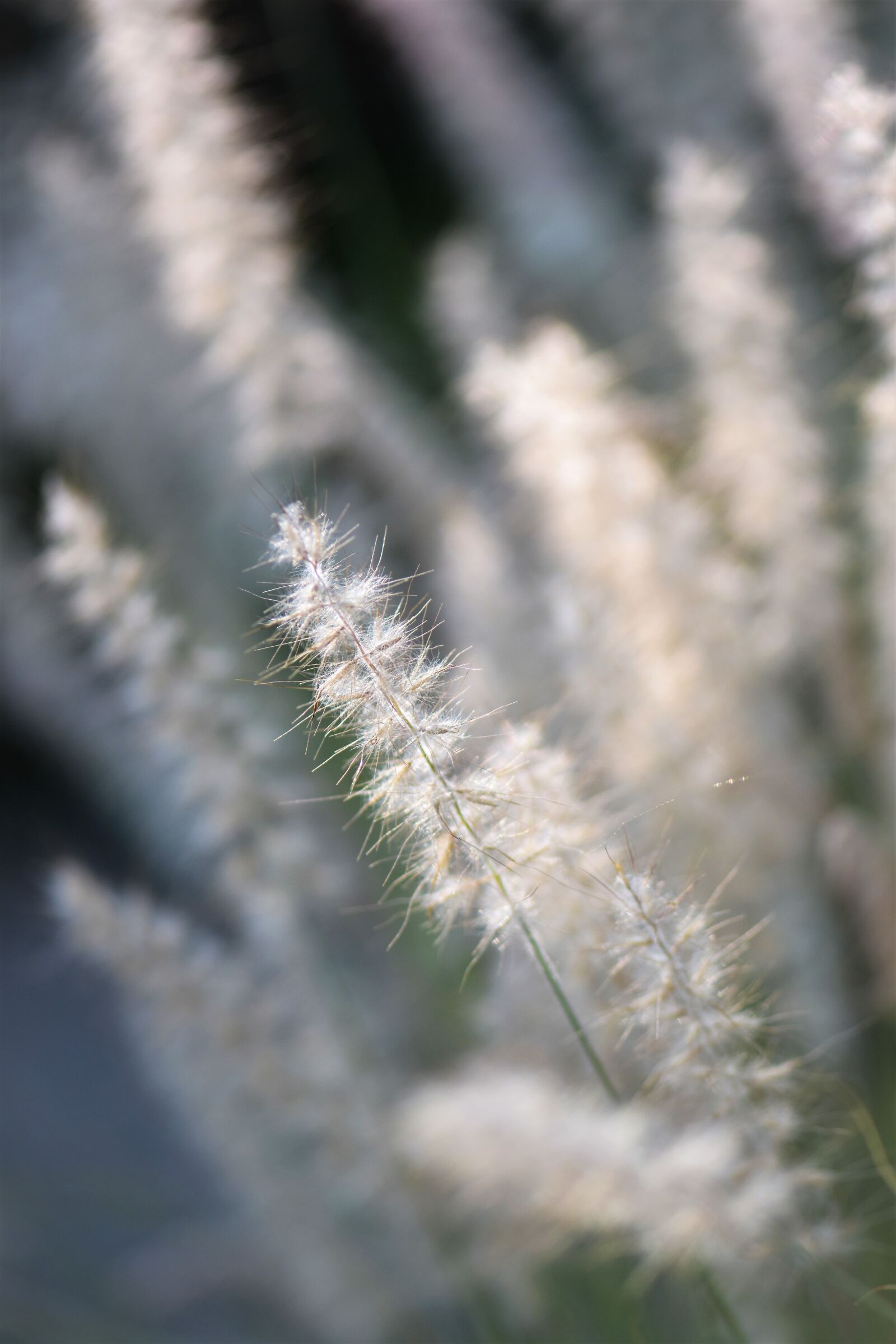 Nikon D5500 sample photo. Ornamental grasses, grasses, blade photography