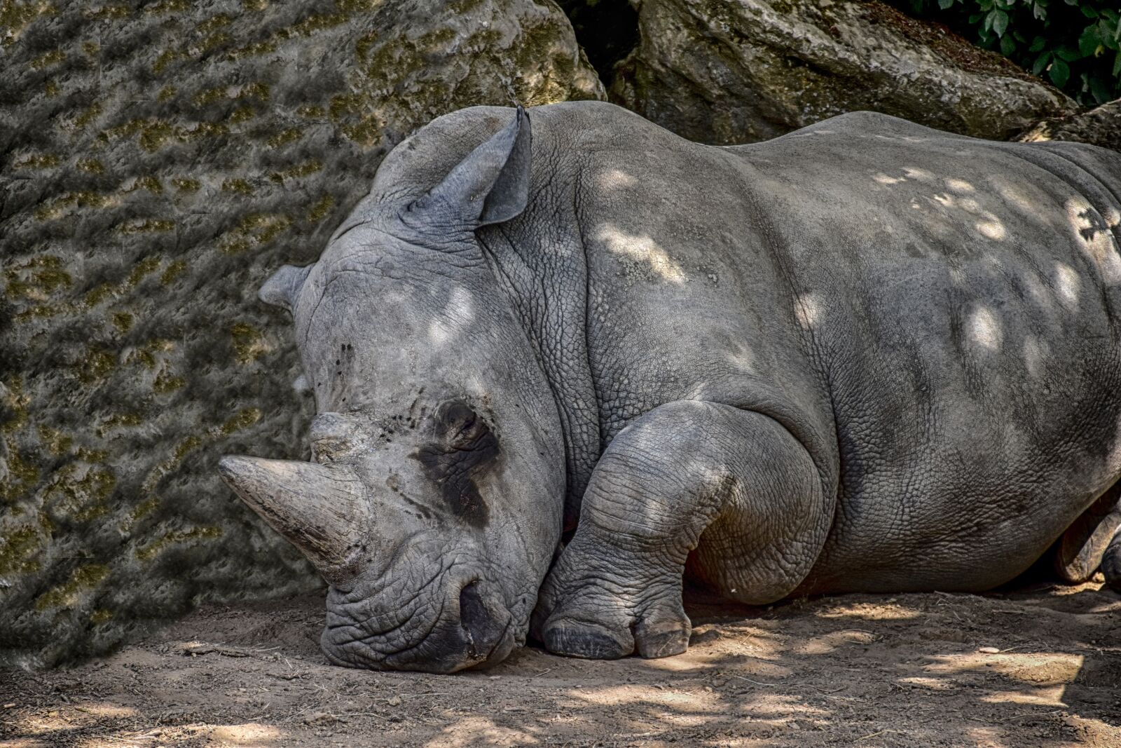 Nikon D5500 sample photo. Rhino, animal, icon photography