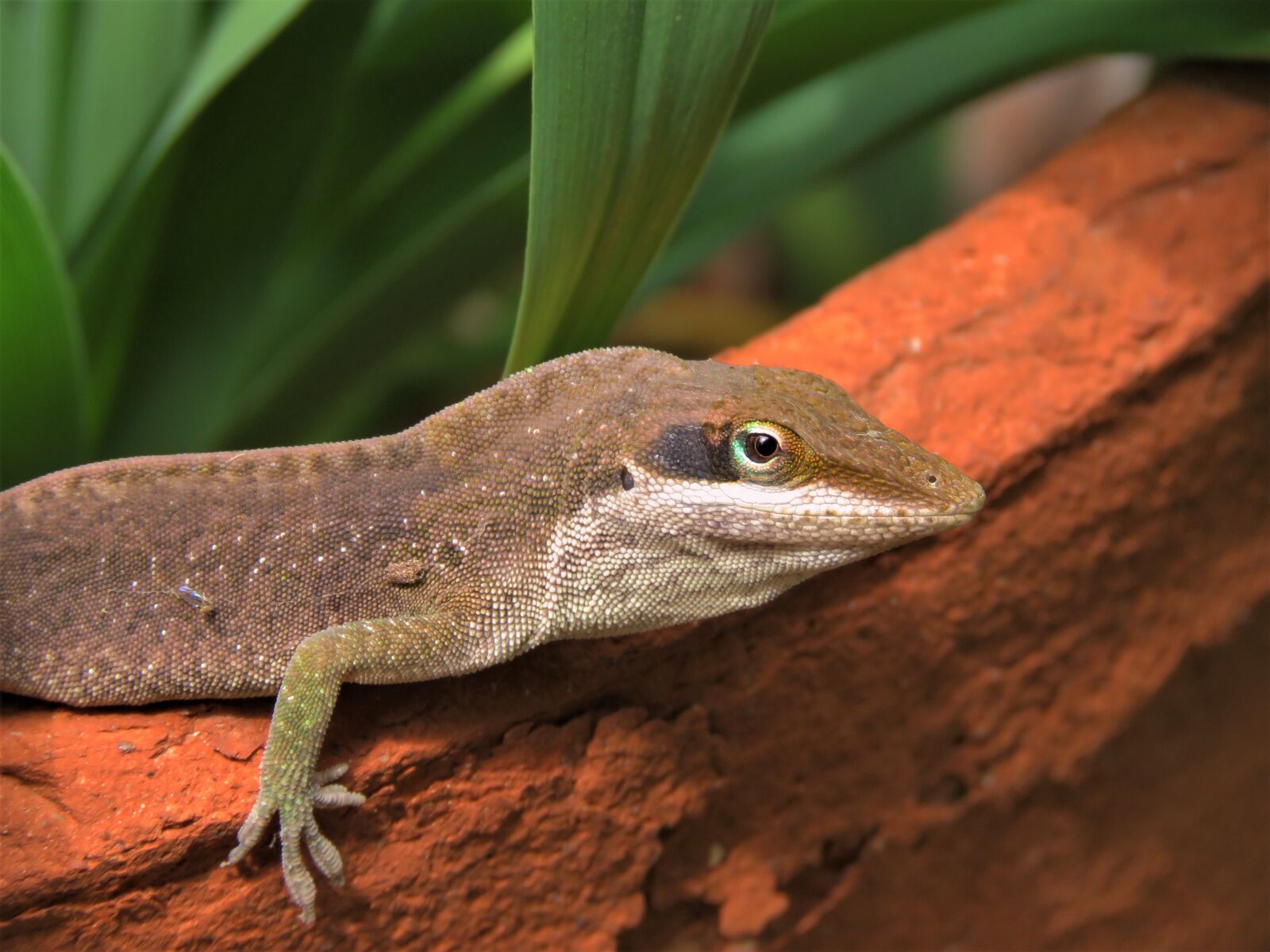 Canon PowerShot SX60 HS sample photo. Lizard, reptile, nature photography