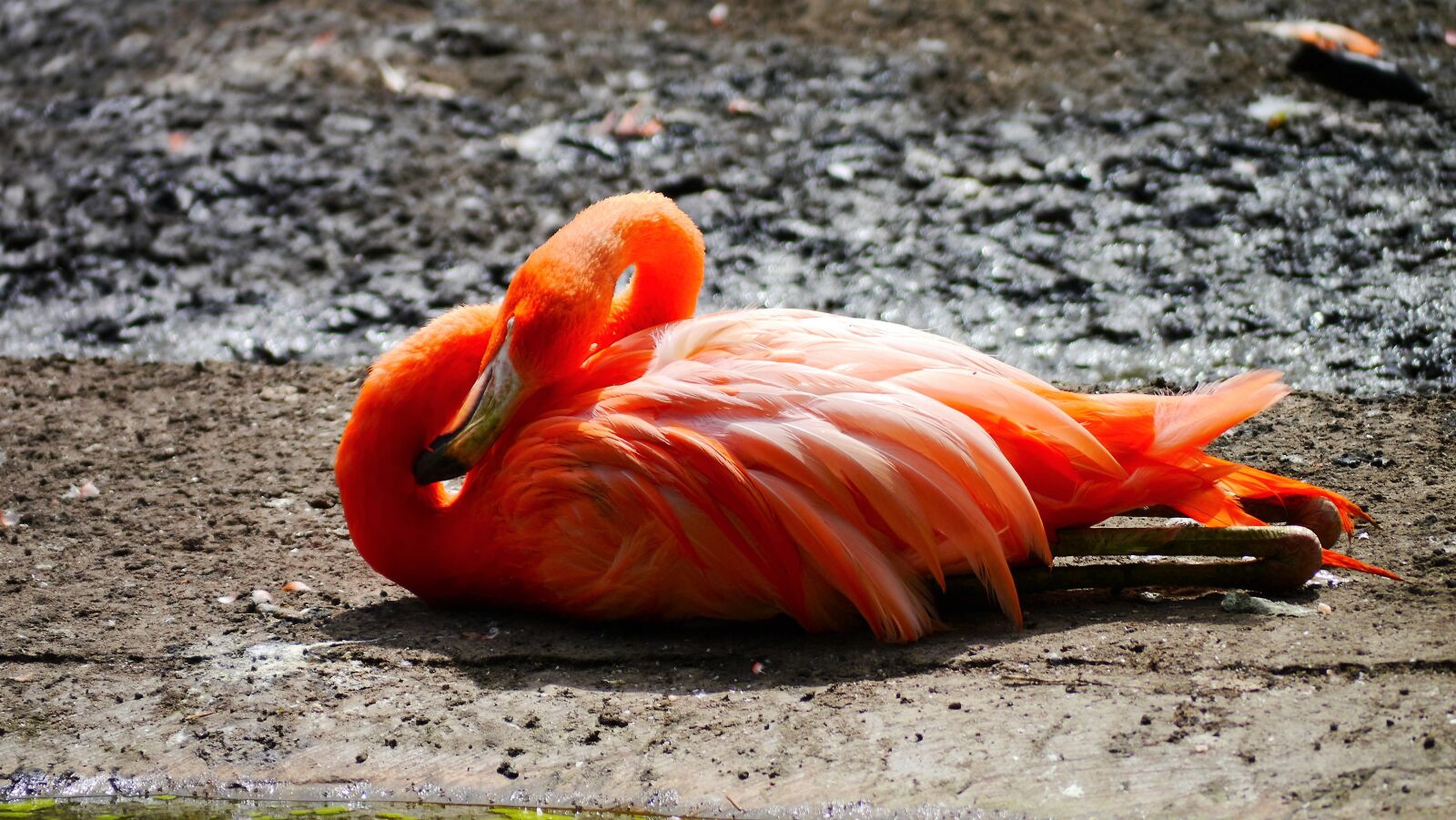Panasonic Lumix DMC-G3 sample photo. Pink, flamingo, bird photography