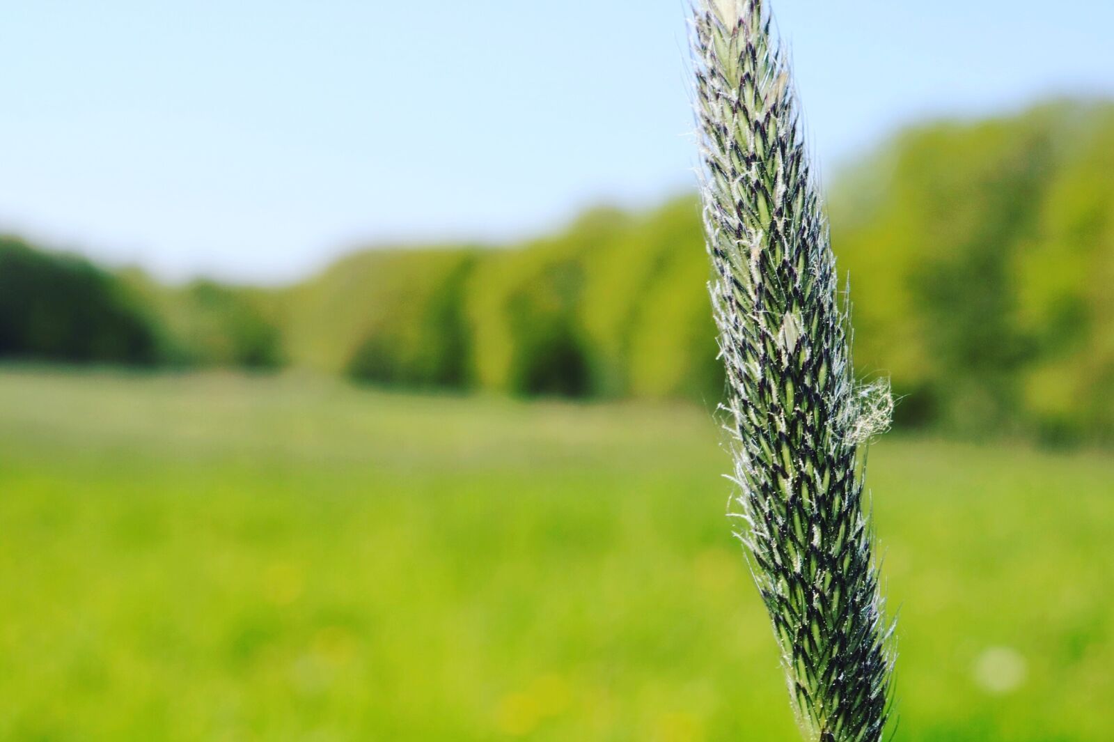 Canon EOS 750D (EOS Rebel T6i / EOS Kiss X8i) sample photo. Green, meadow, forest photography