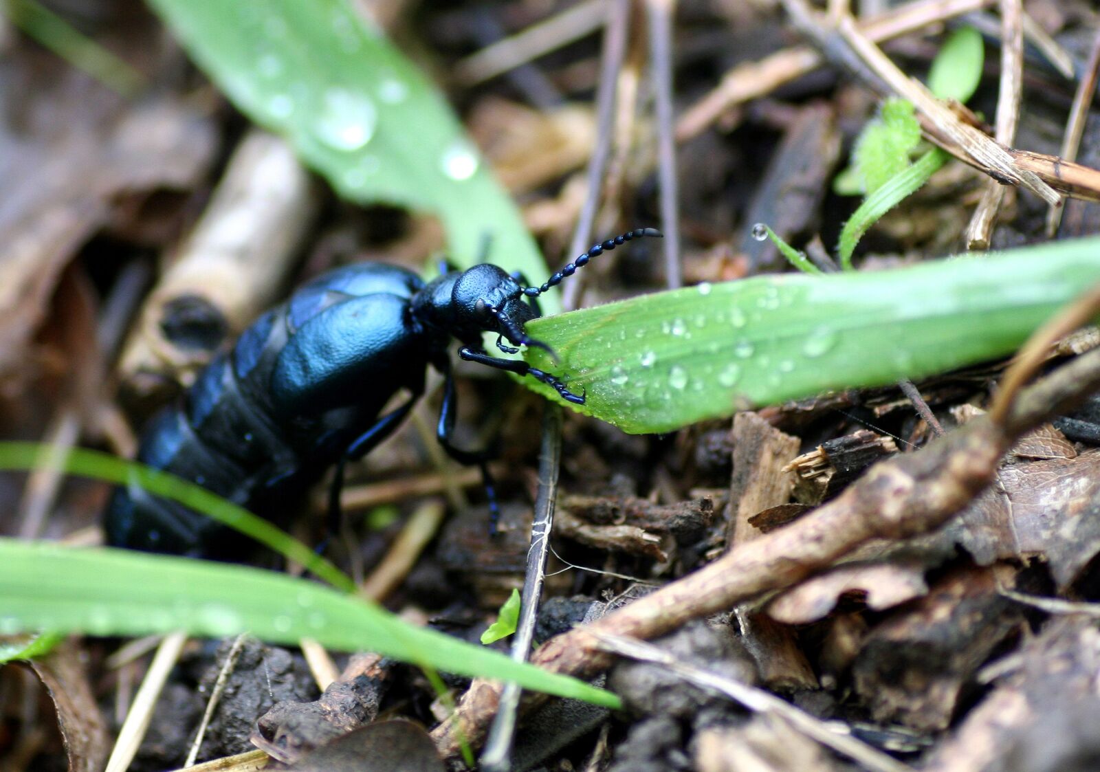 Canon EOS 350D (EOS Digital Rebel XT / EOS Kiss Digital N) sample photo. Scarab, insect, forest photography