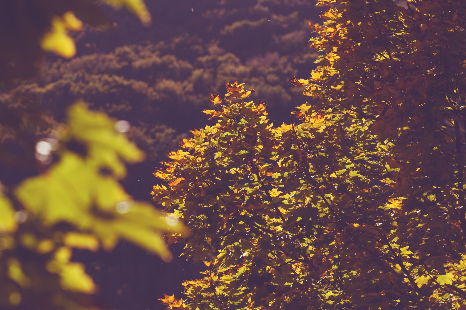 Canon EOS 500D (EOS Rebel T1i / EOS Kiss X3) + Canon EF 100mm F2.8 Macro USM sample photo. Autumn, trees, leaves photography