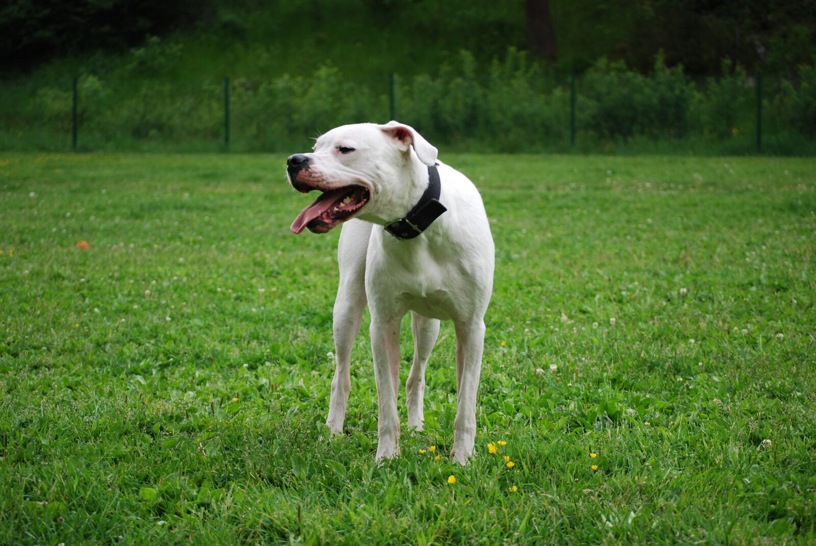 Nikon D40X sample photo. Dog, died, dogo argentino photography