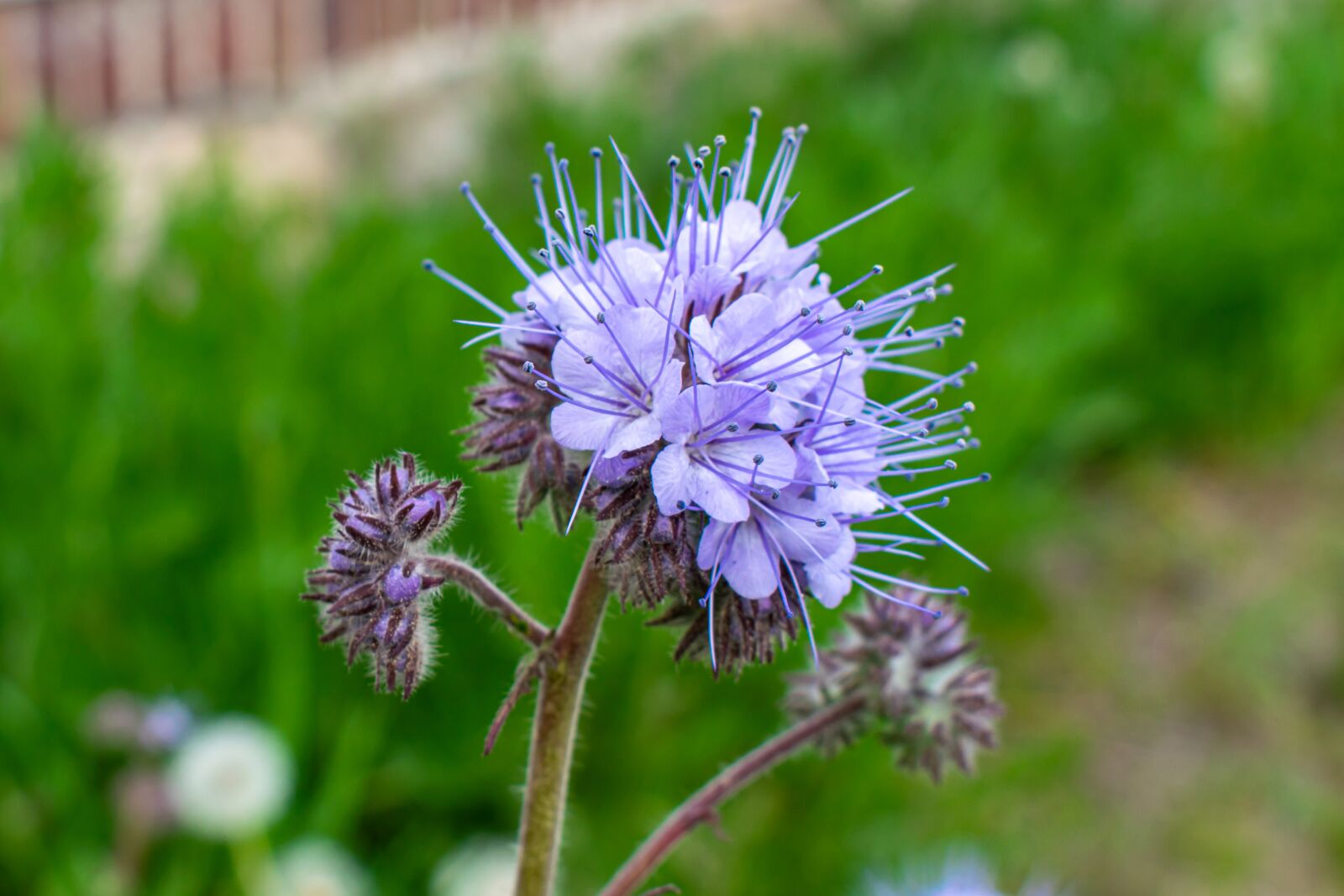 Nikon D5300 sample photo. Phacelia flowering, bueschelschoen, phacelia photography