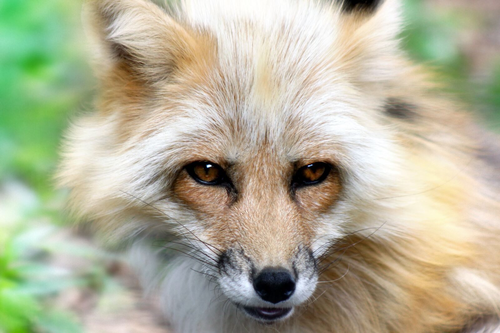 Canon EOS 50D sample photo. Fox, animal, nature photography