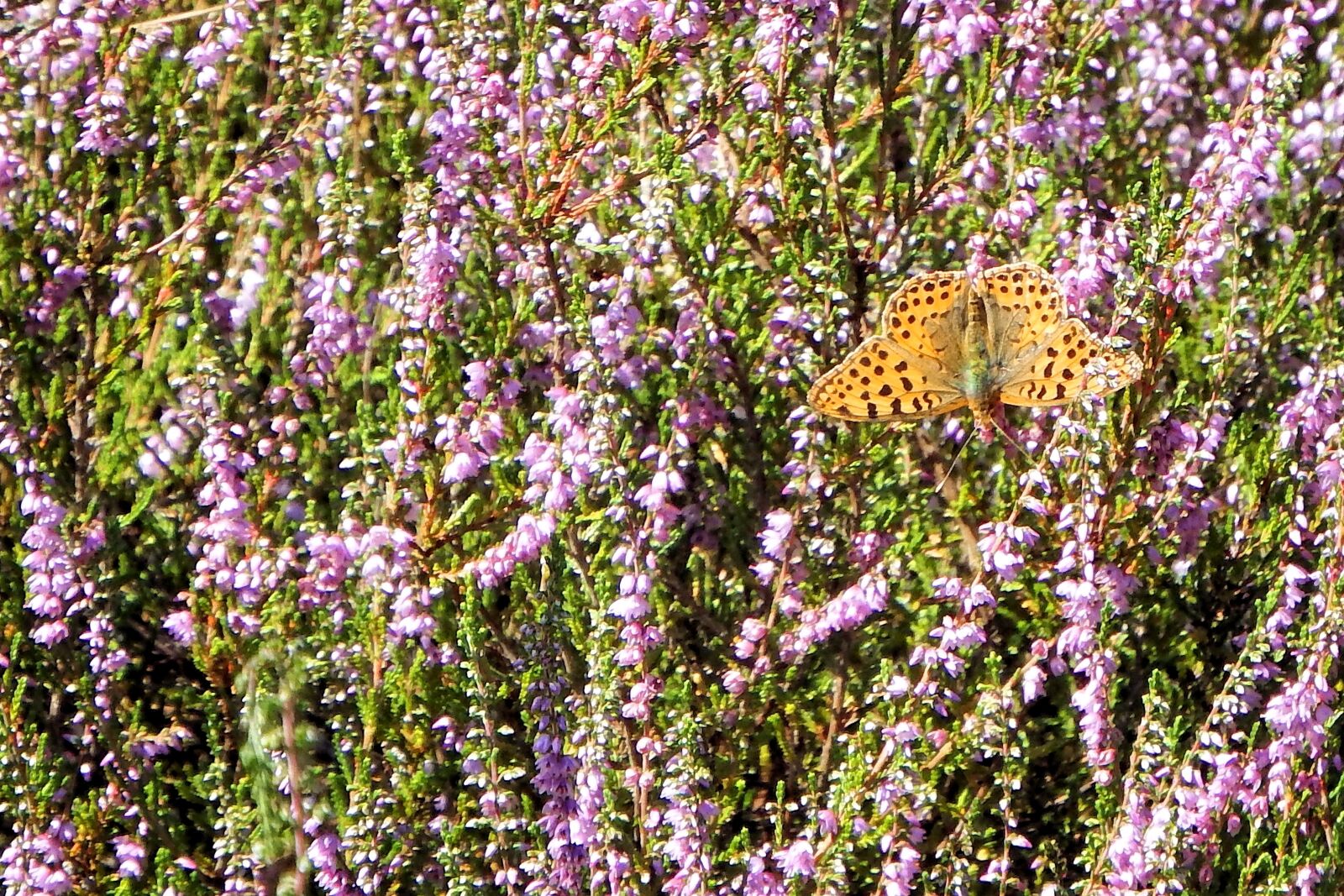 Fujifilm FinePix SL1000 sample photo. Heide, butterfly, landscape photography
