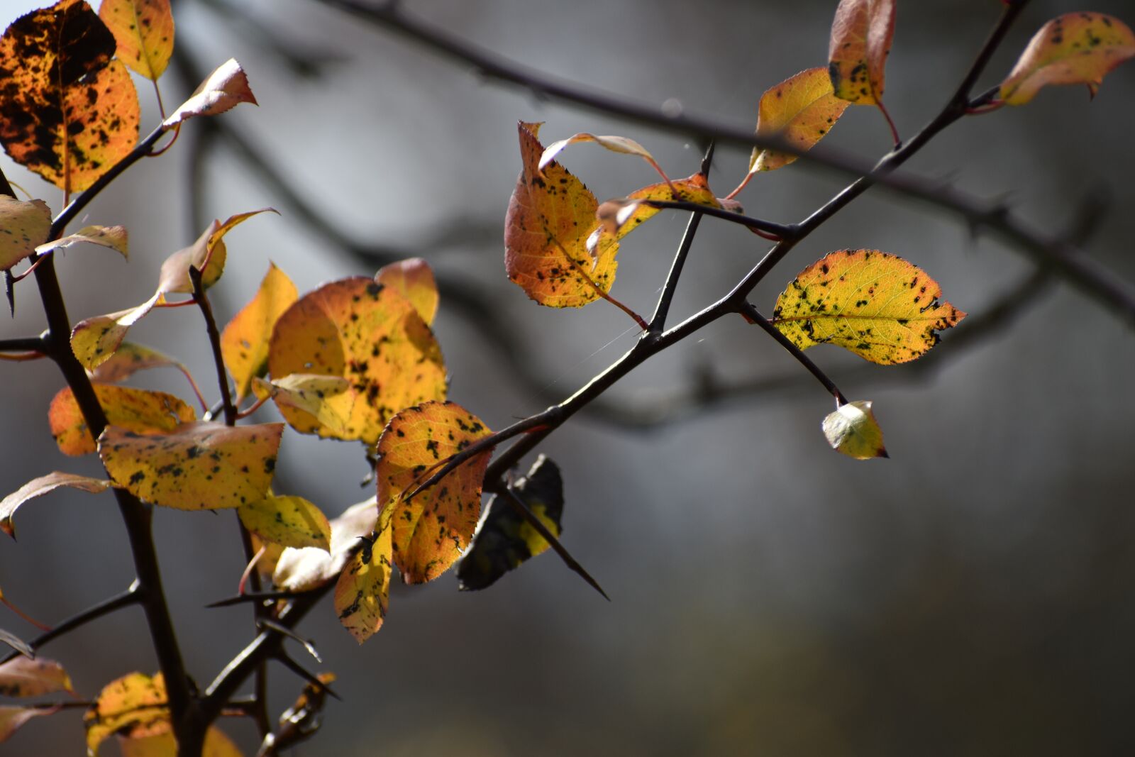 Nikon D3500 sample photo. Foliage, yellow, autumn photography