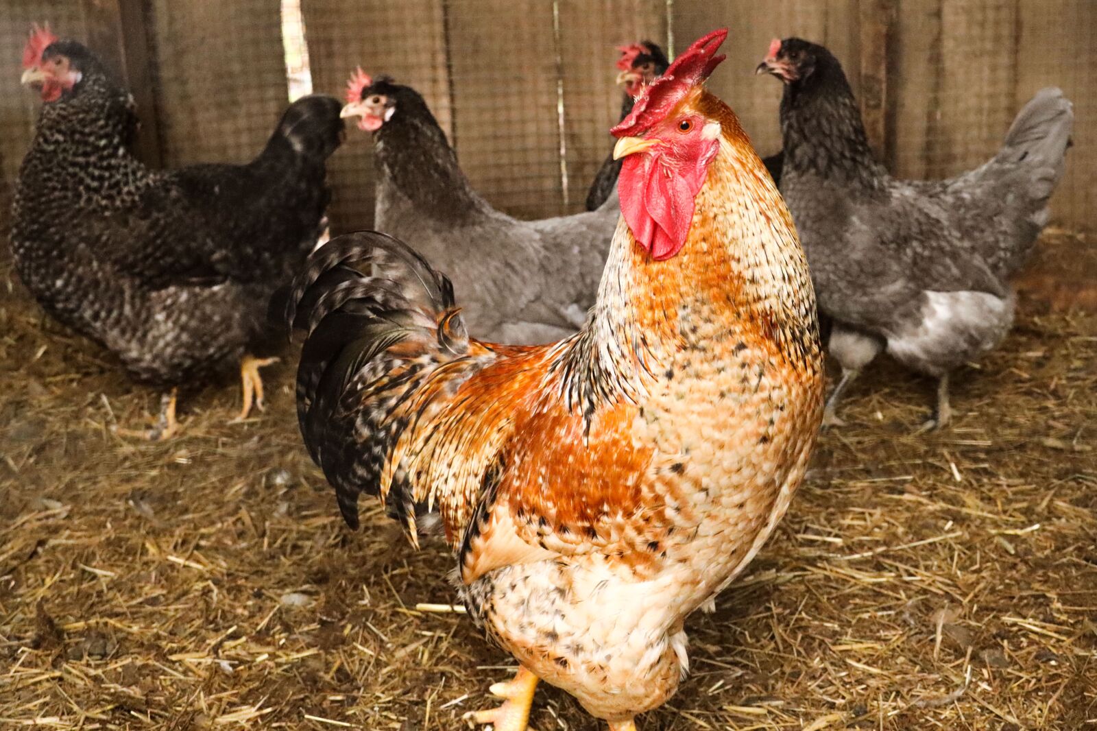 Canon RF 24-240mm F4-6.3 IS USM sample photo. Rooster, chickens, cage photography