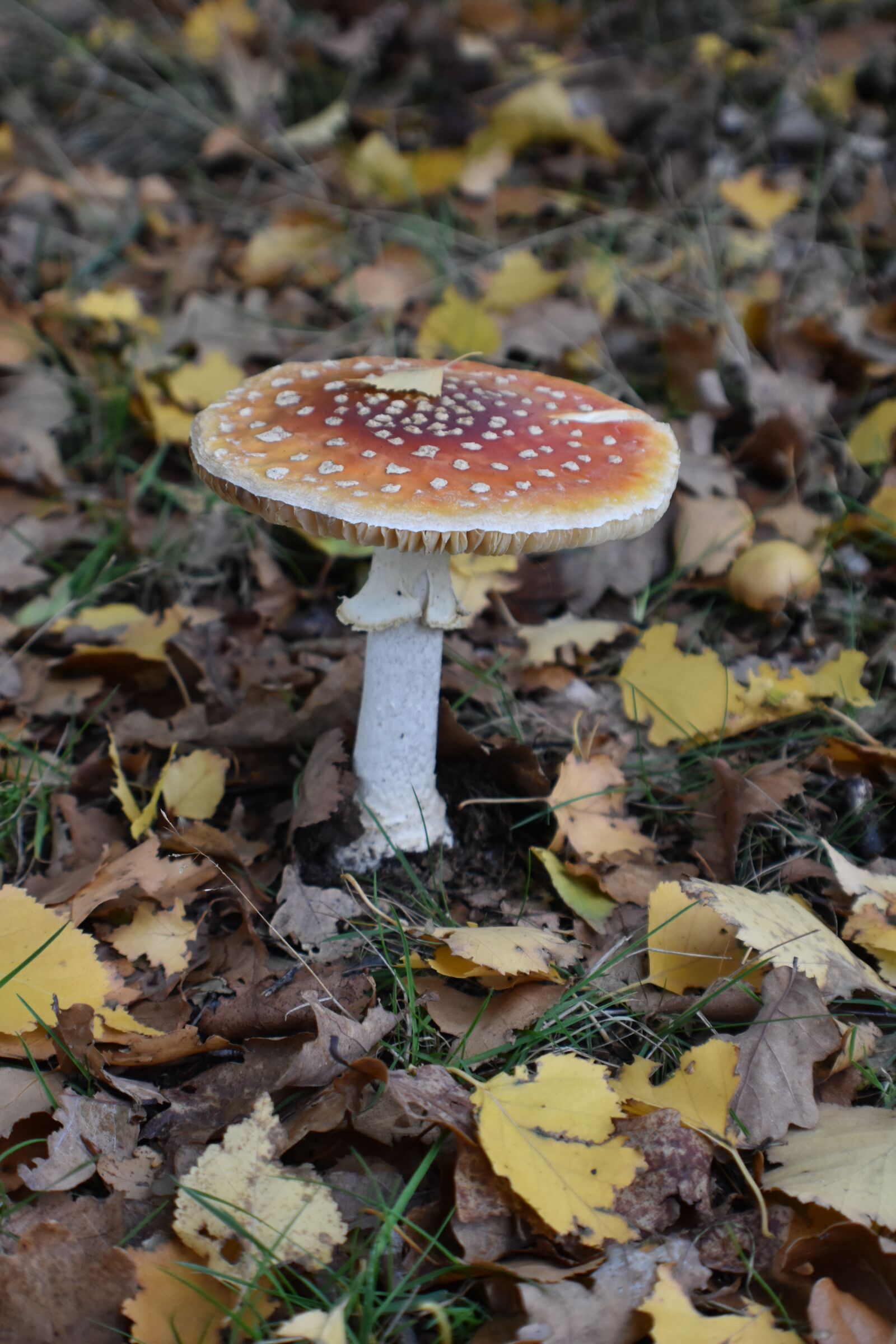 Nikon D3500 sample photo. Fly agaric, mushroom, autumn photography