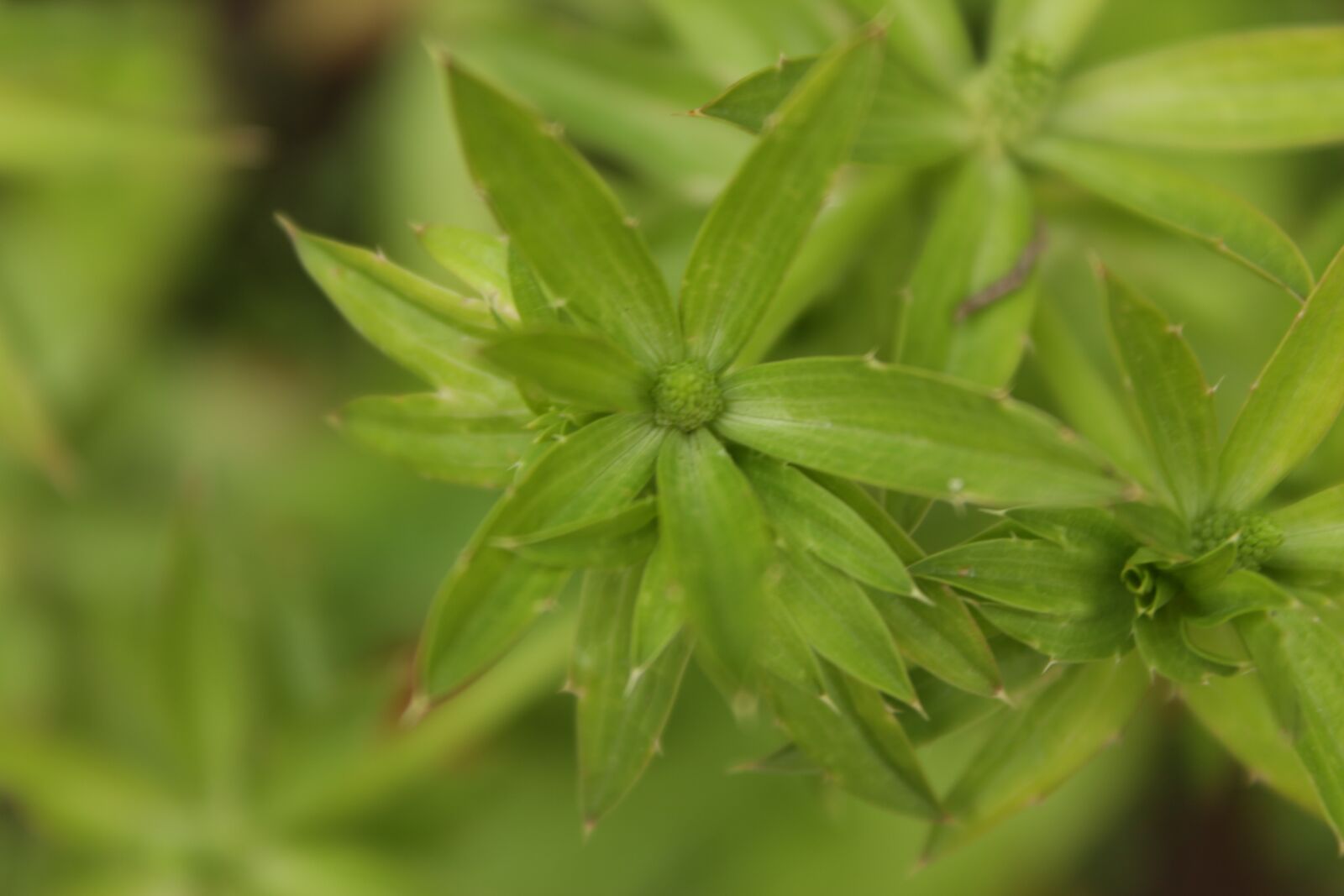 Canon EOS 1300D (EOS Rebel T6 / EOS Kiss X80) sample photo. Green, coriander, plant photography