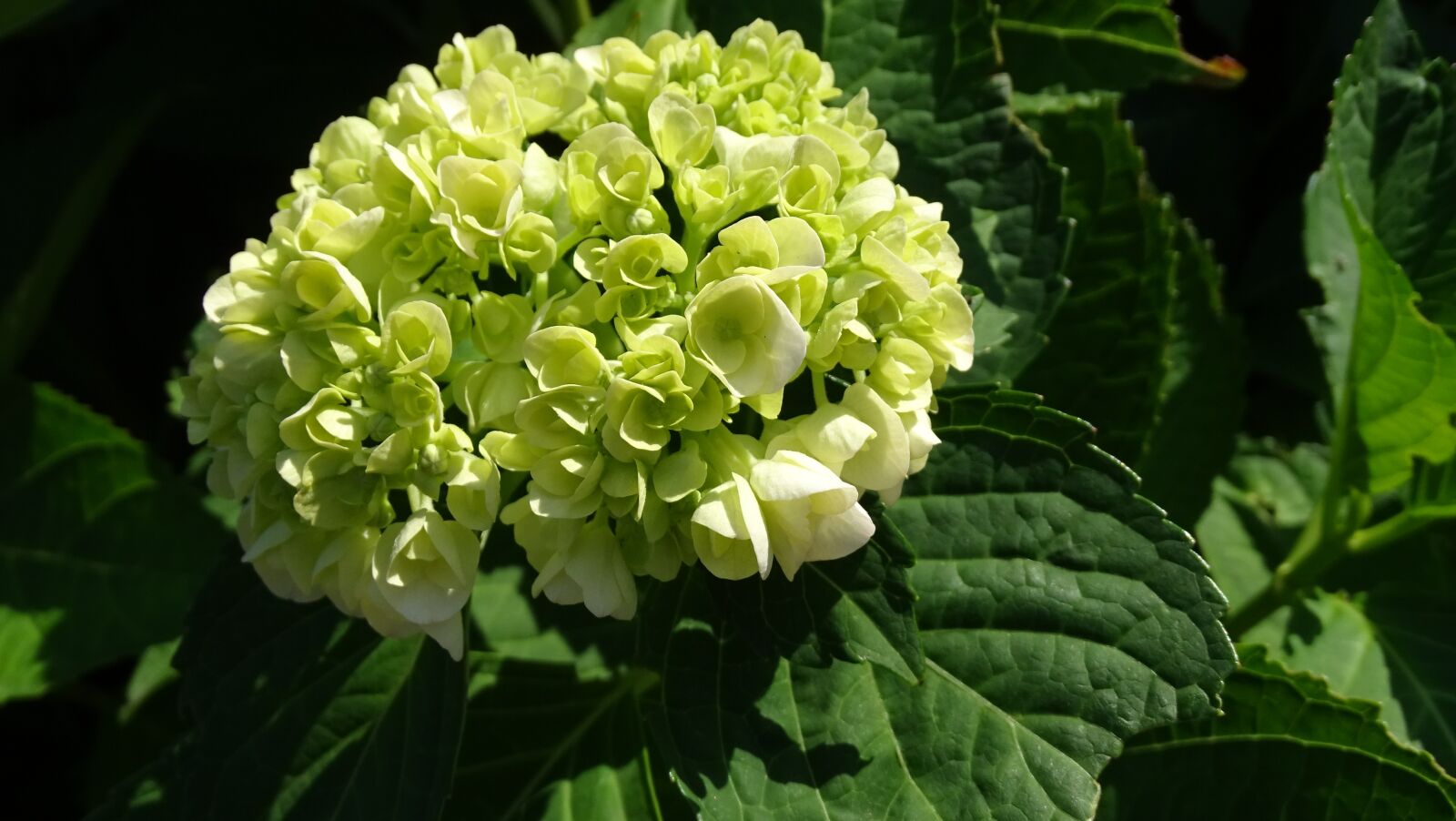 Sony Cyber-shot DSC-HX400V sample photo. Hydrangea, flowers, green photography