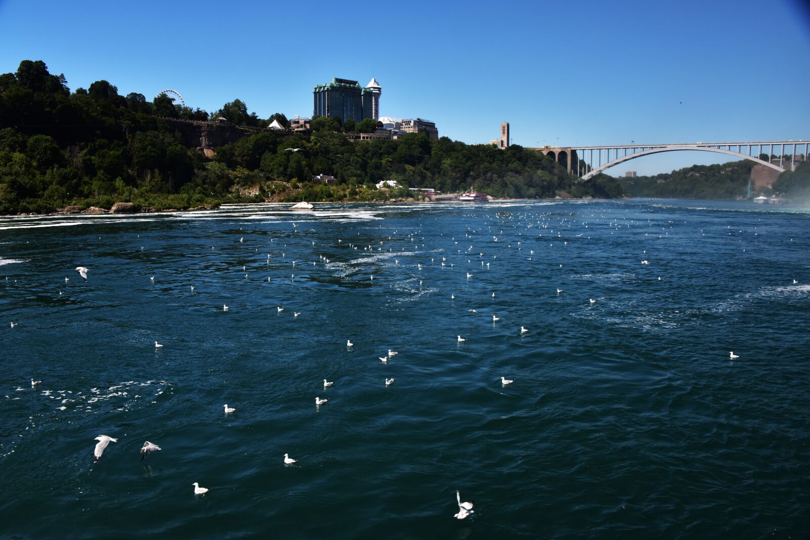 Nikon D810 sample photo. Birds, river, water photography