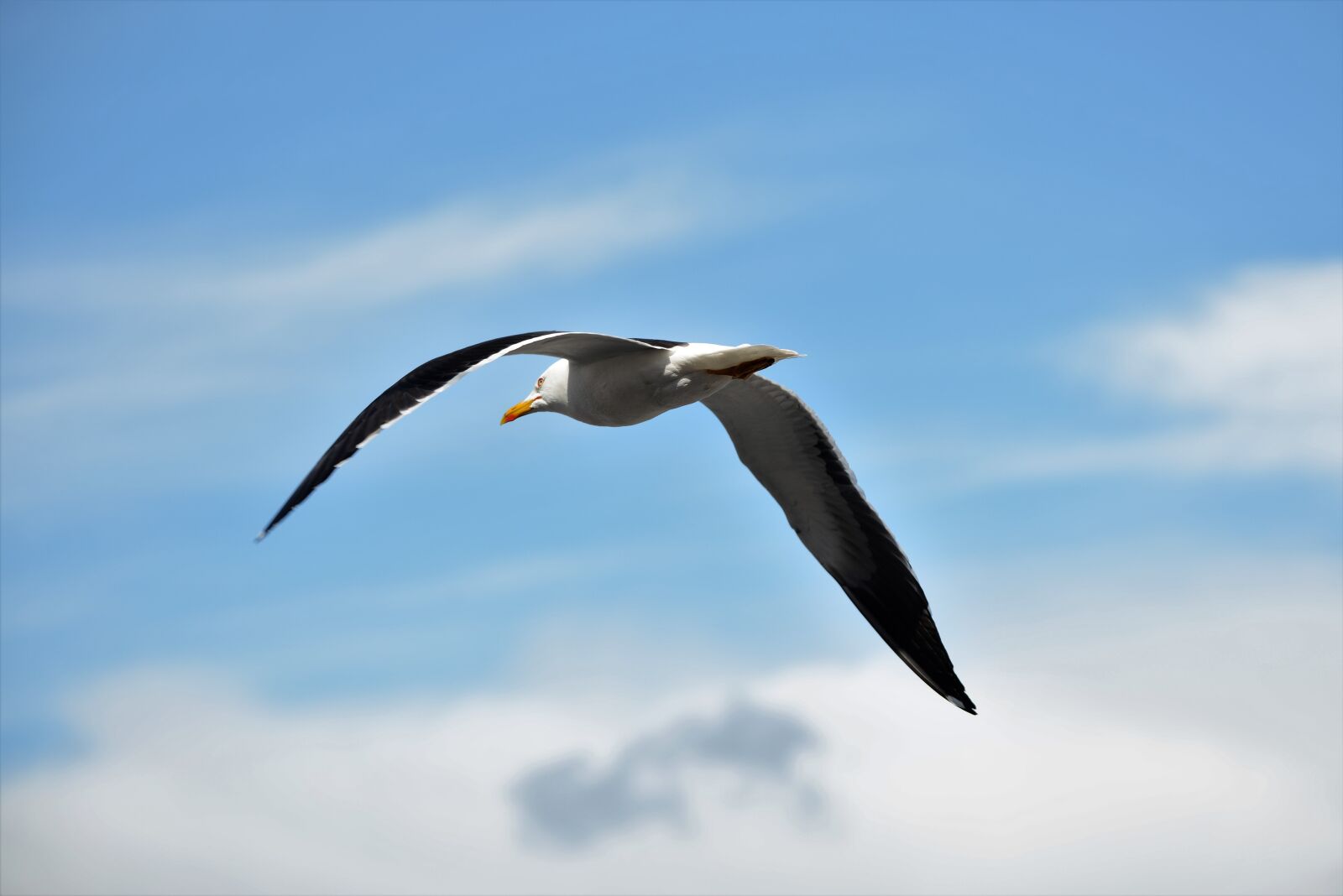 Nikon D600 sample photo. Himmel, bird, animals photography