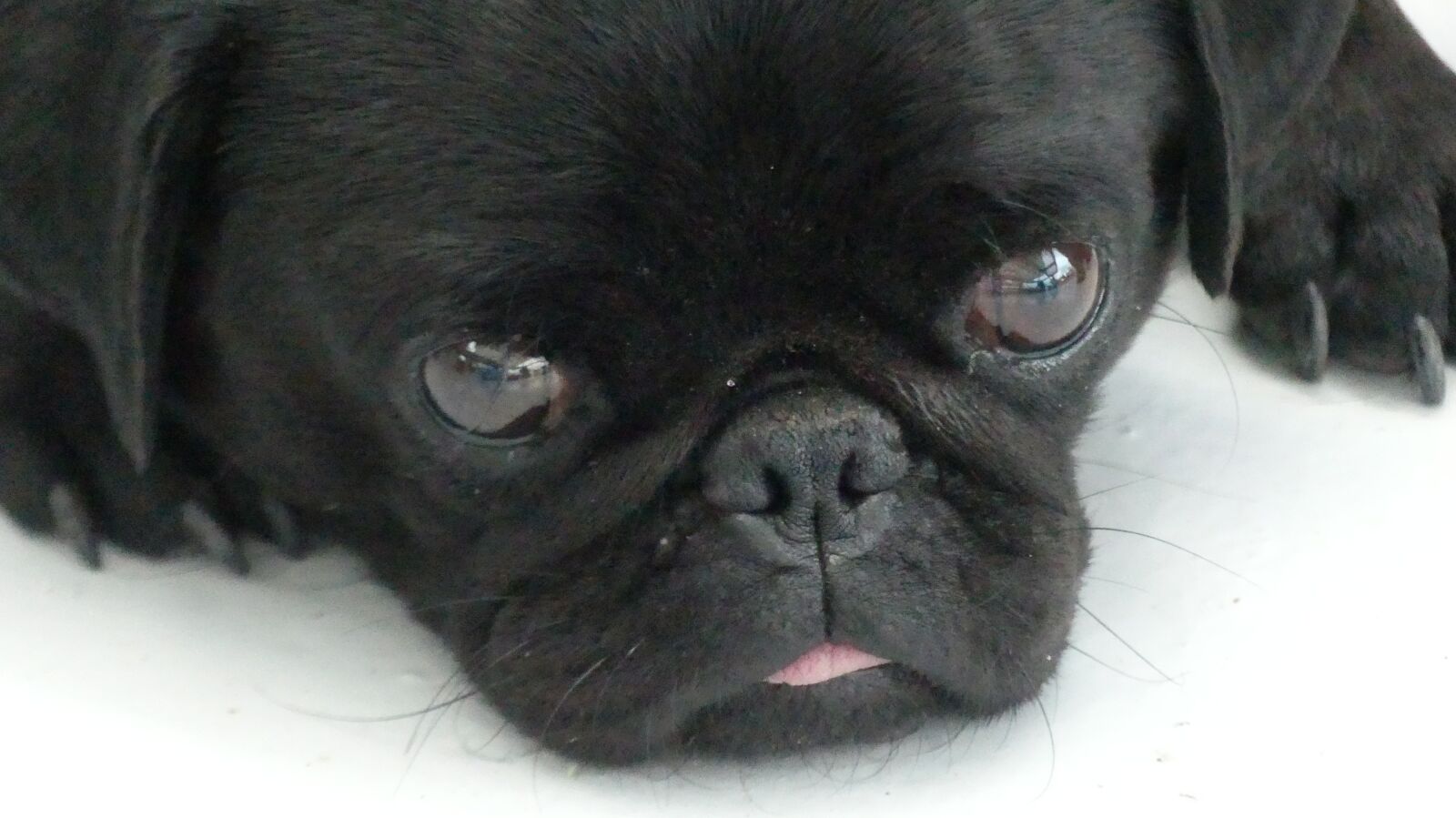 Panasonic Lumix DMC-FZ300 sample photo. Dog, black, animal photography