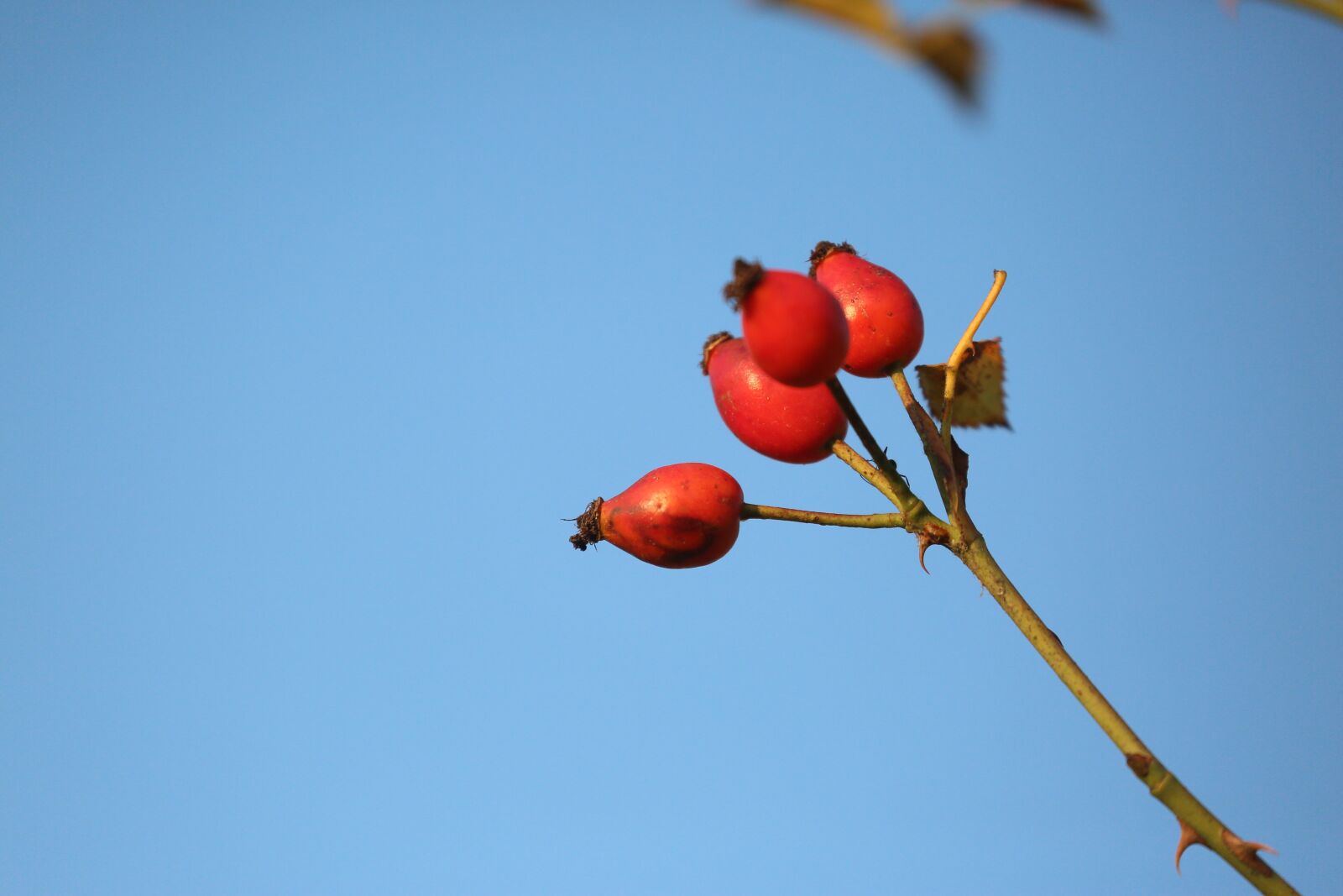 Canon EOS 5D Mark III + Canon EF 70-300mm F4-5.6L IS USM sample photo. Rosehip, plant, nature photography