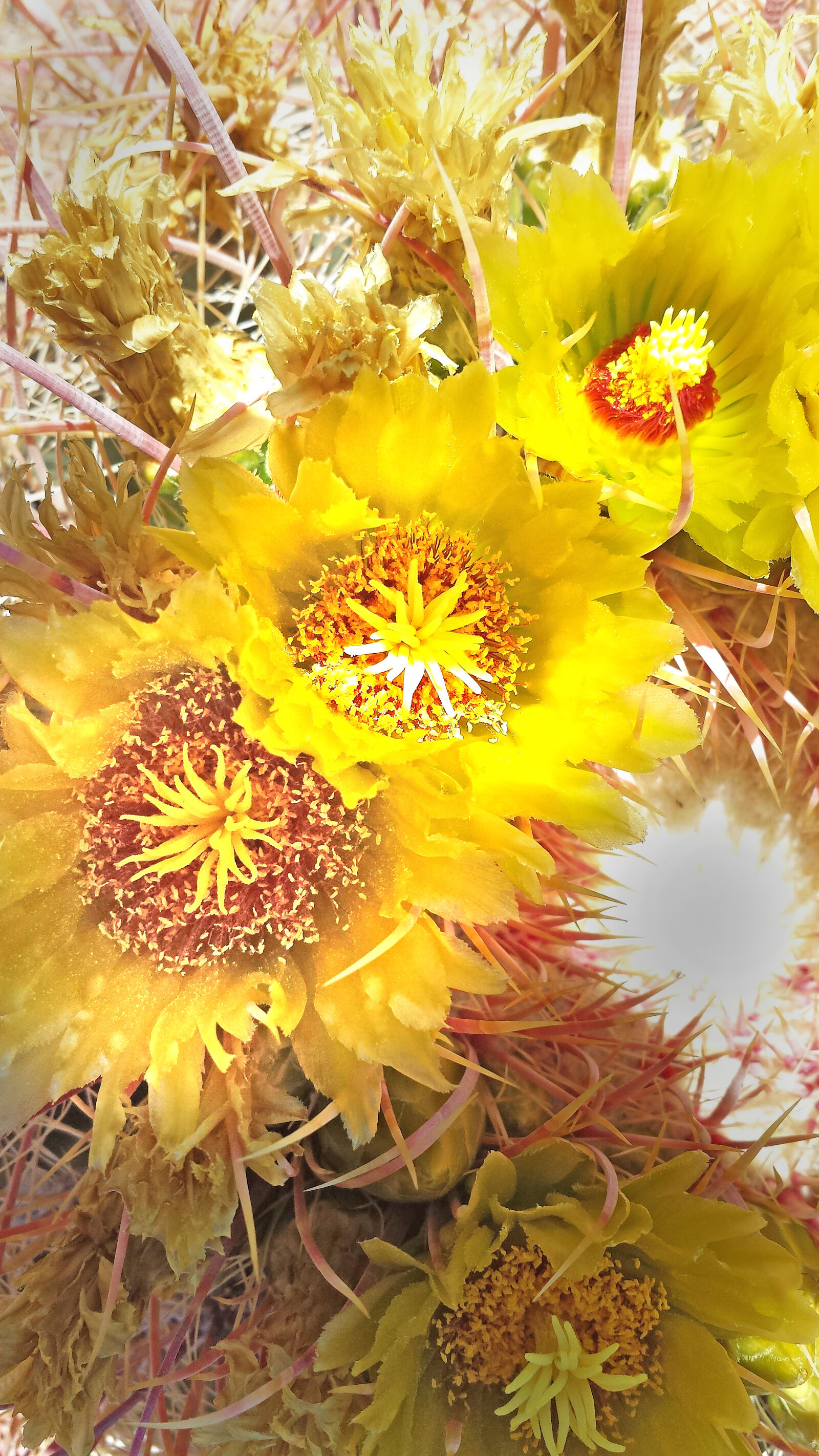 Samsung Galaxy S4 sample photo