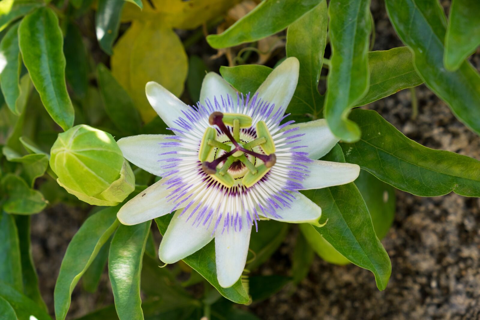 Fujifilm X-T10 sample photo. Passion, passiflora, flower photography