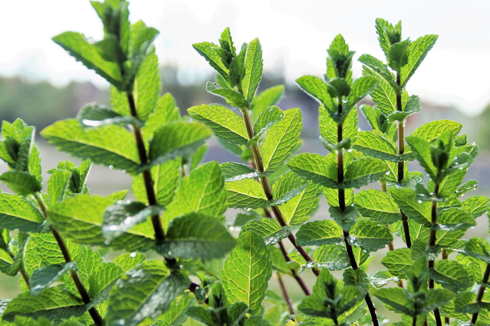 Sony SLT-A58 sample photo. Mint, peppermint, menthol photography