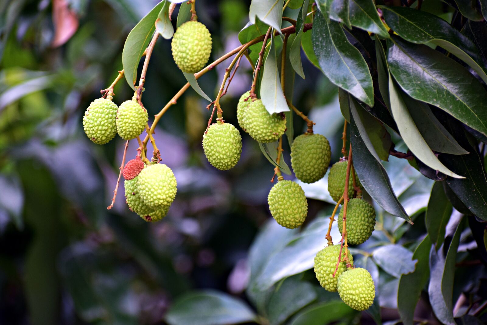 Nikon D3300 sample photo. Litchi, fruits, lychee photography