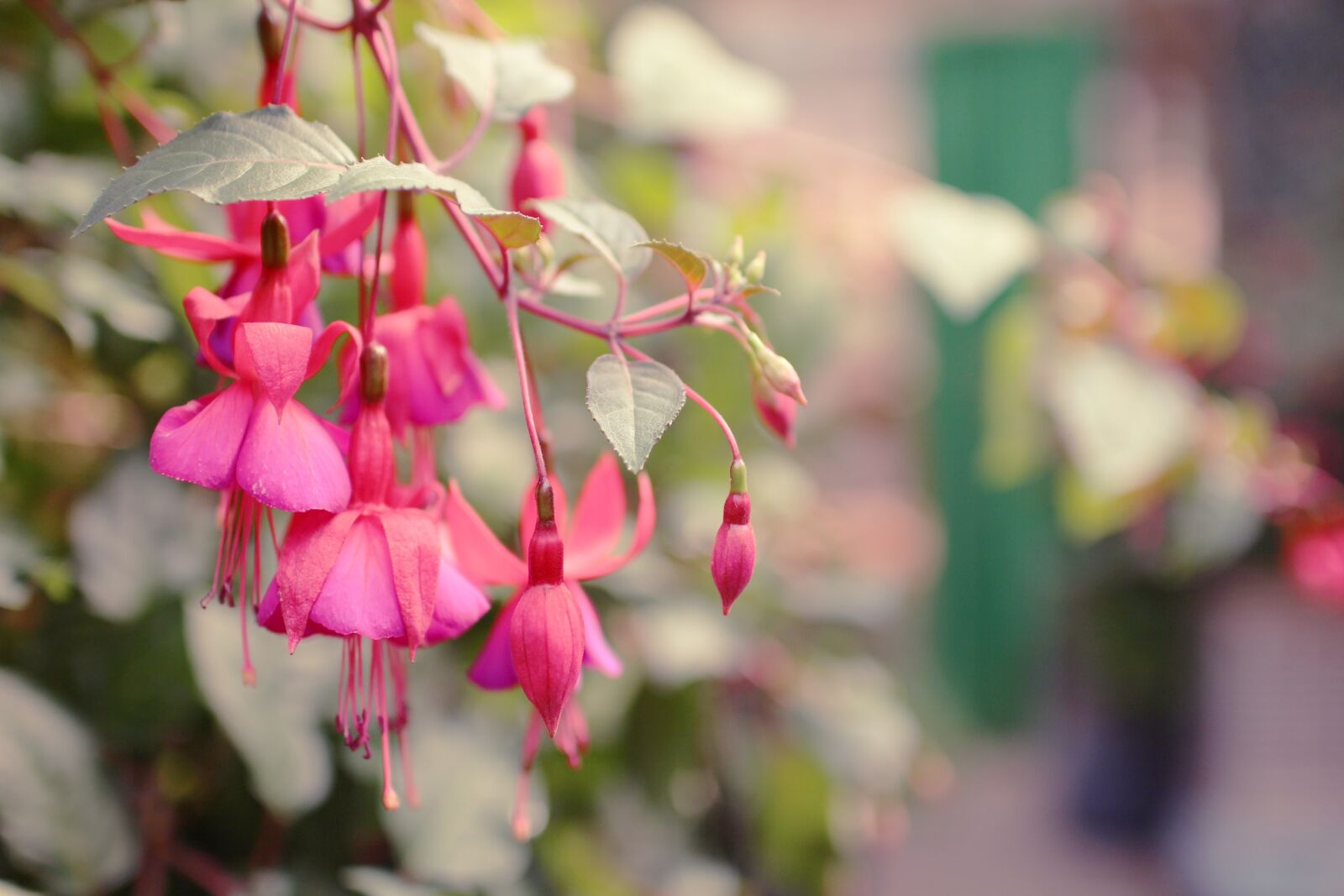 Canon EOS 700D (EOS Rebel T5i / EOS Kiss X7i) sample photo. Flowers, fuchsia, red photography