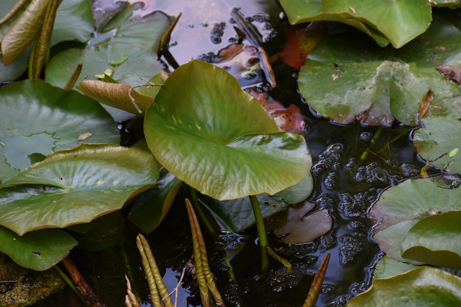 Nikon D3500 sample photo. Flowers, spring, flora photography