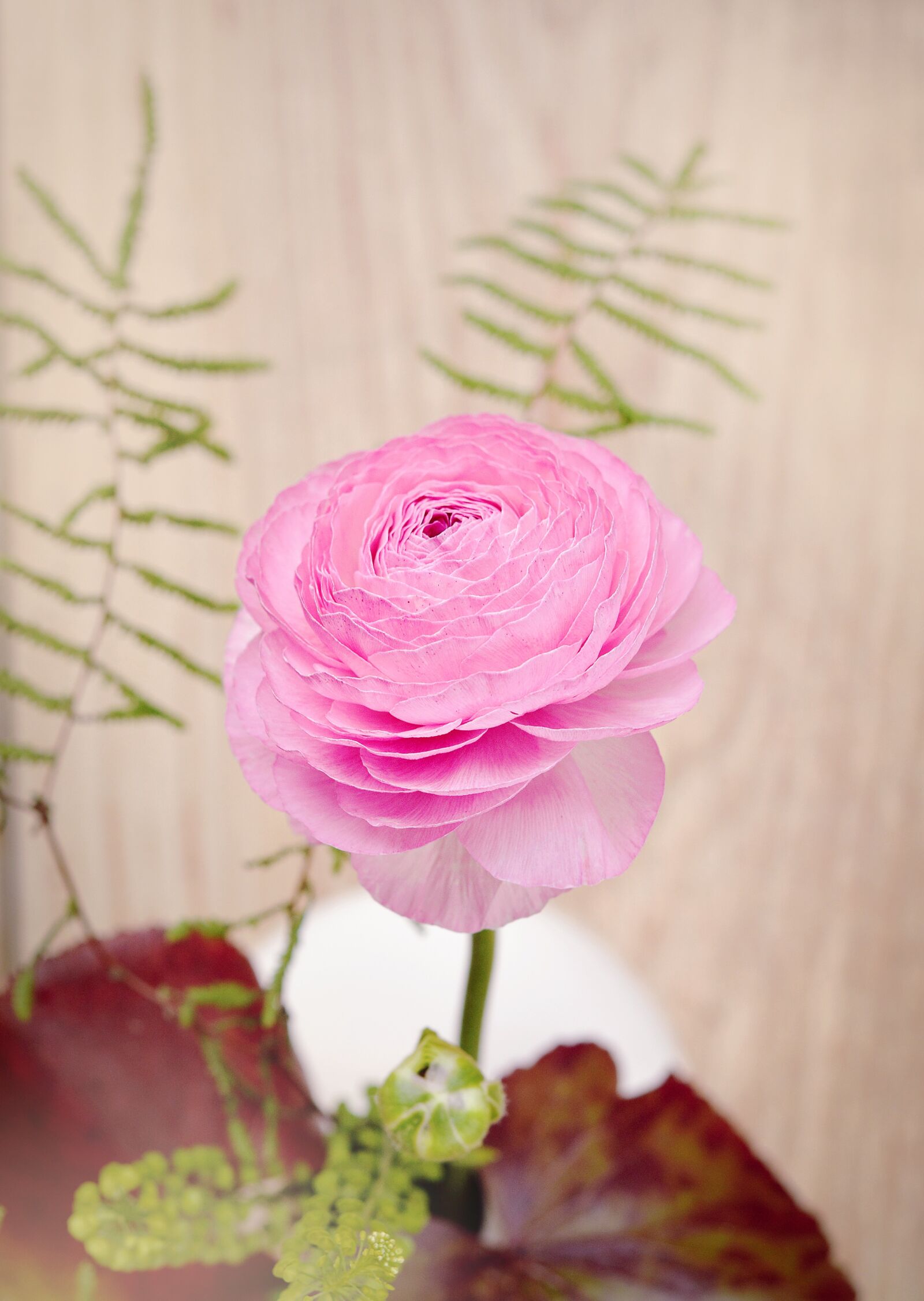 Nikon D7100 sample photo. Ranunculus, flower, blossom photography