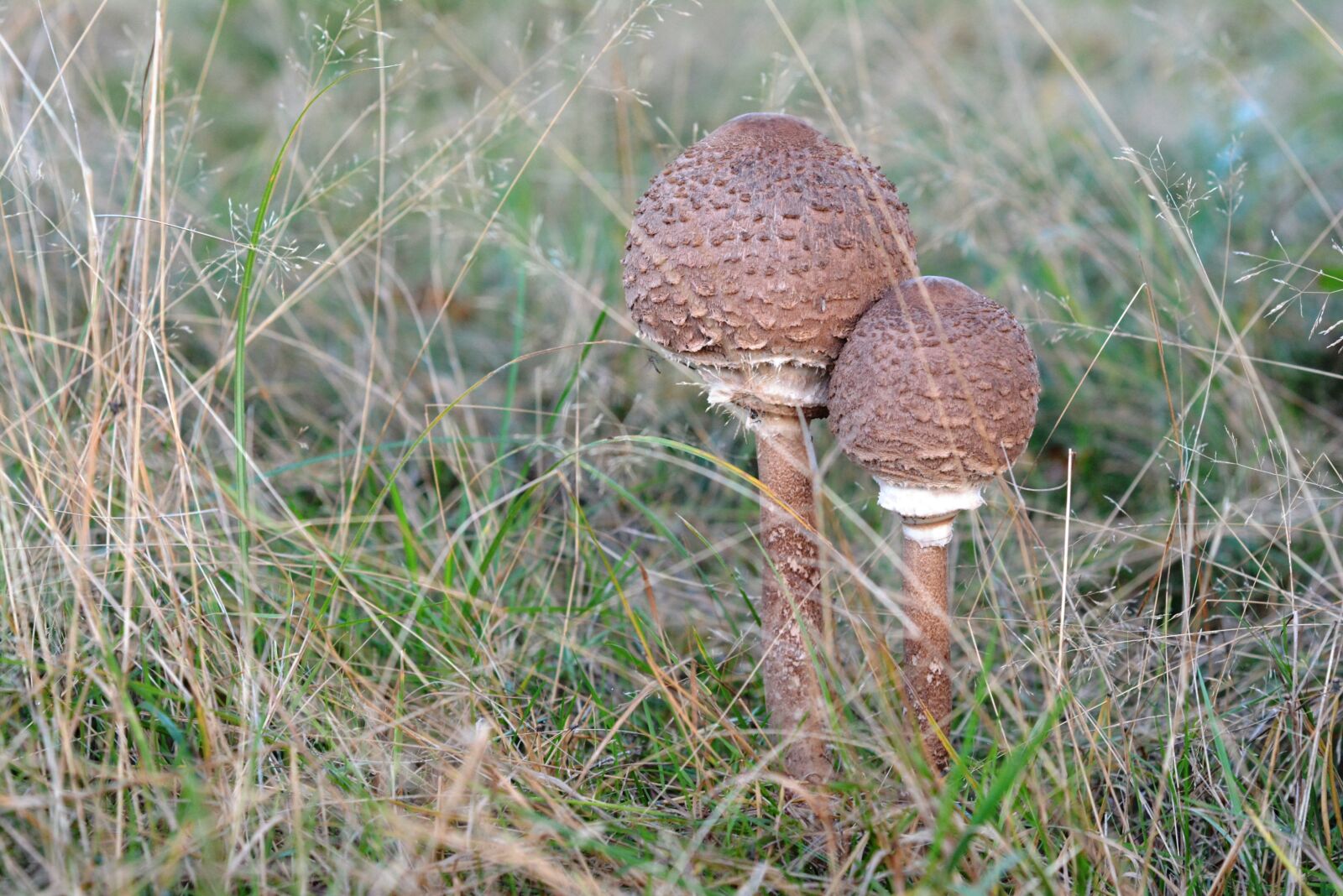 Nikon D5200 sample photo. Mushroom, mushrooms, autumn photography