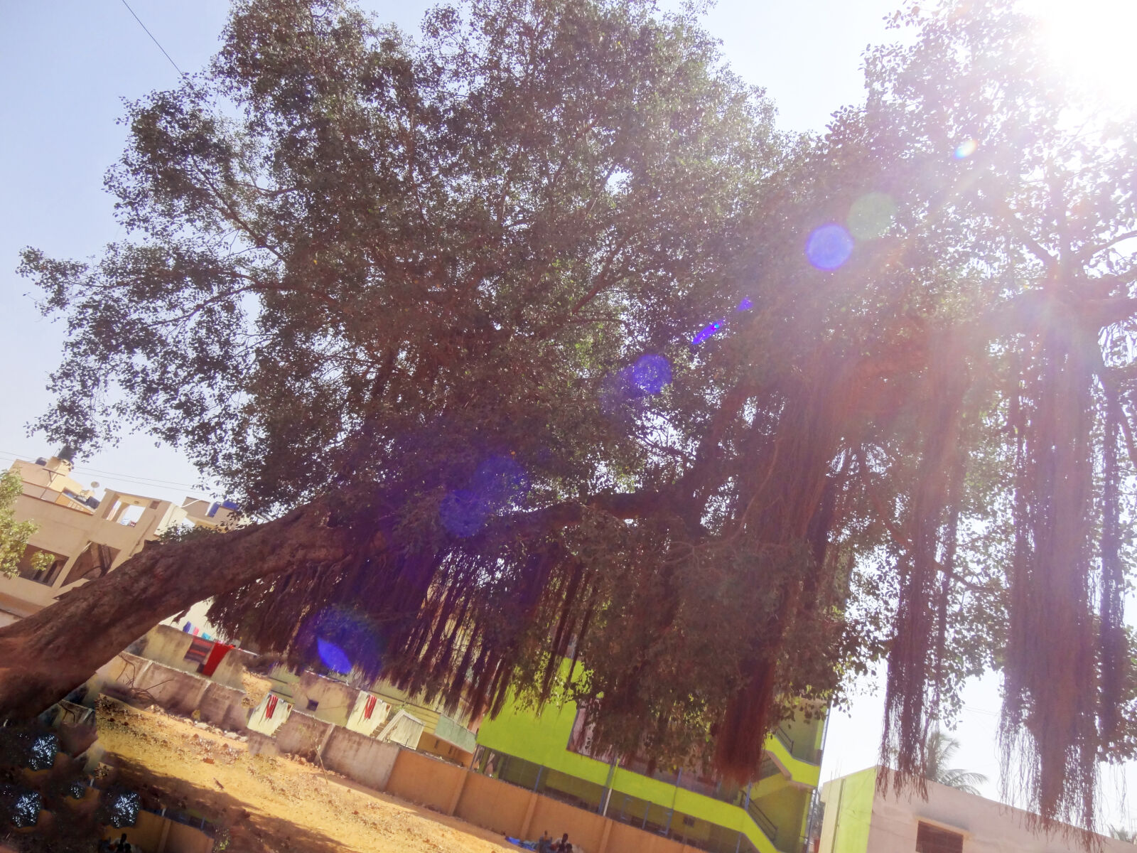 Sony Cyber-shot DSC-HX9V sample photo. Light, passing, through, tree photography