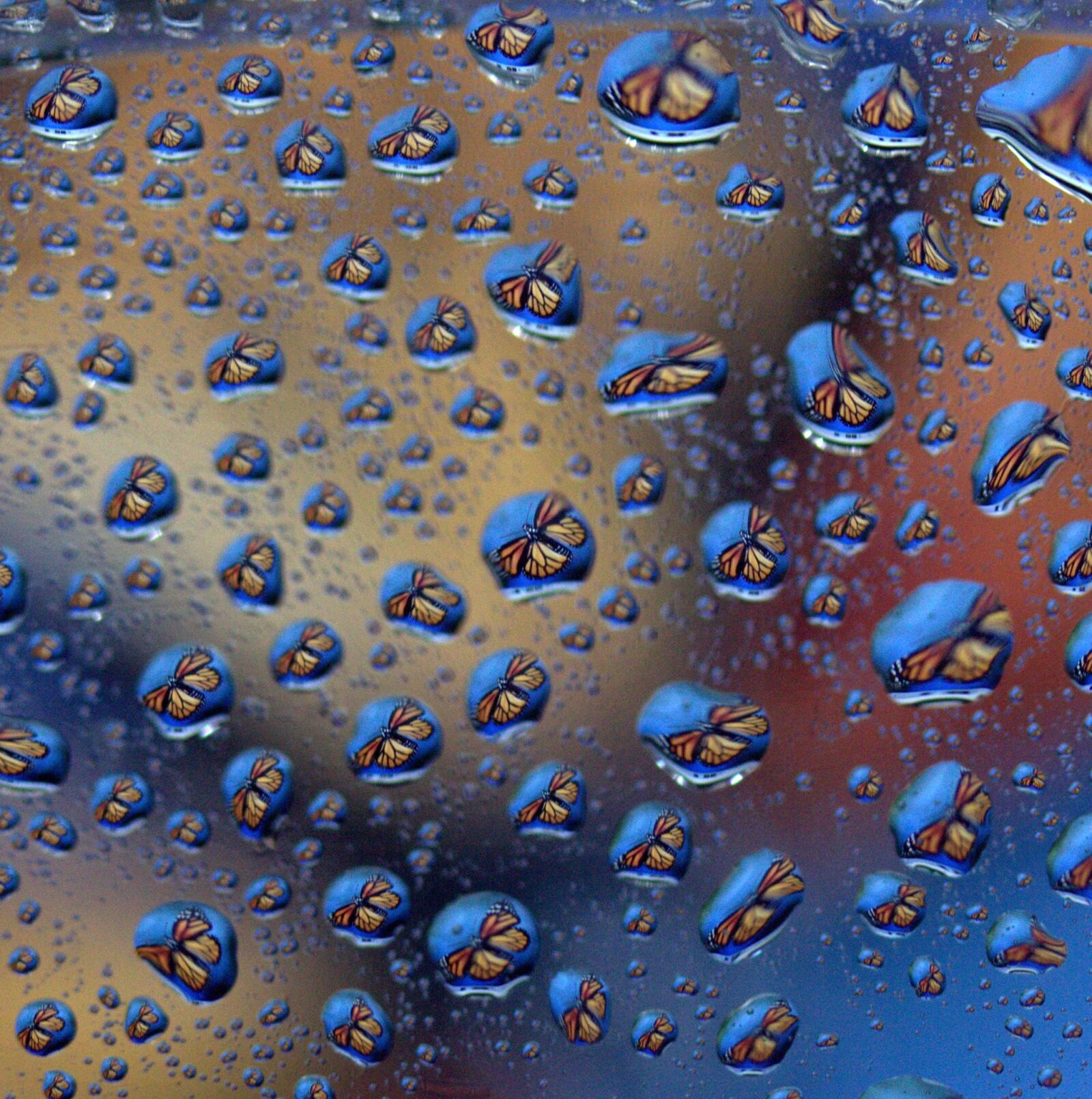 Canon EF-S 60mm F2.8 Macro USM sample photo. Drops, reflection, water photography