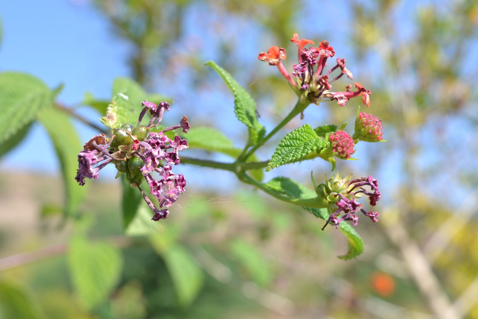 Nikon D3100 sample photo. Beautifull, voilate, flower photography