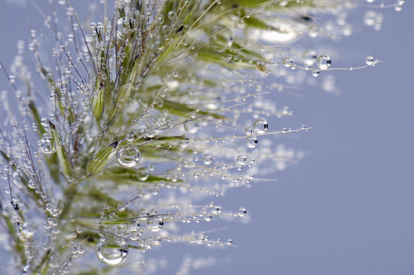Nikon D3S sample photo. Blade of grass, water photography