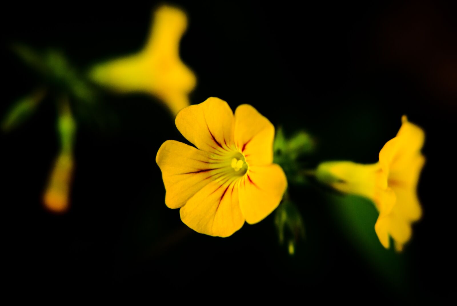 Nikon D7000 sample photo. Nature, flower, spring photography