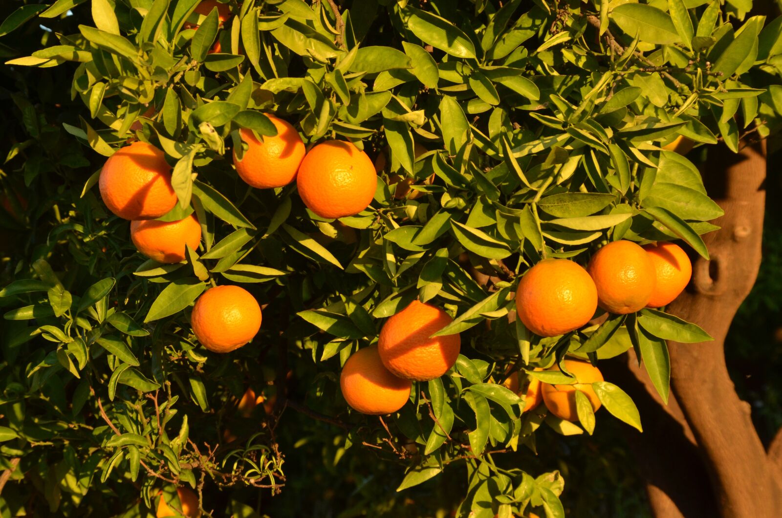 Nikon D7000 sample photo. Orange, fruit, tree photography