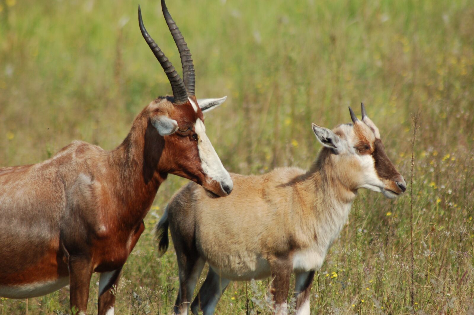 Nikon D50 sample photo. Africa, animals, blesbok photography