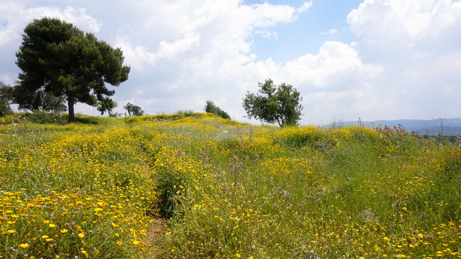 Sony Alpha a5000 (ILCE 5000) sample photo. Field, israel, wild flowers photography