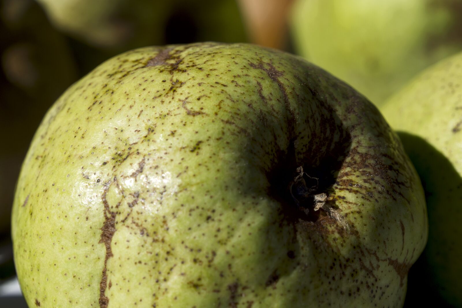 Canon EOS 6D sample photo. Apple, fruit, healthy photography
