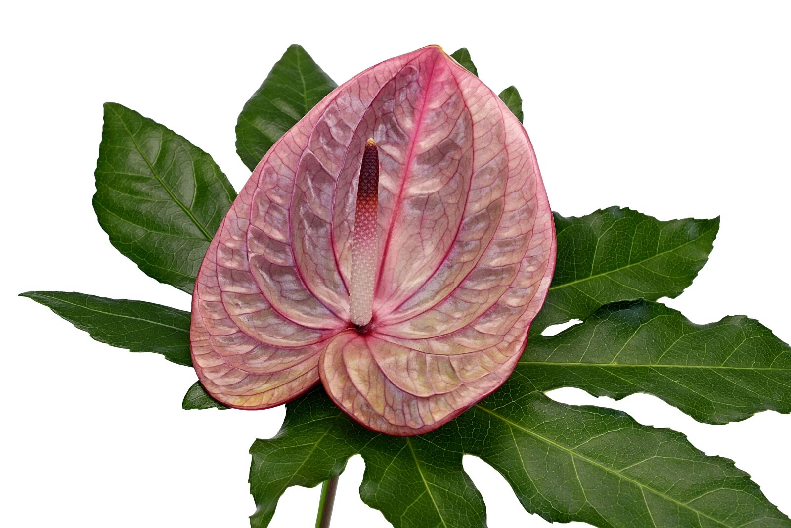 Nikon D7100 sample photo. Flamingo flower, anthurium, blossom photography