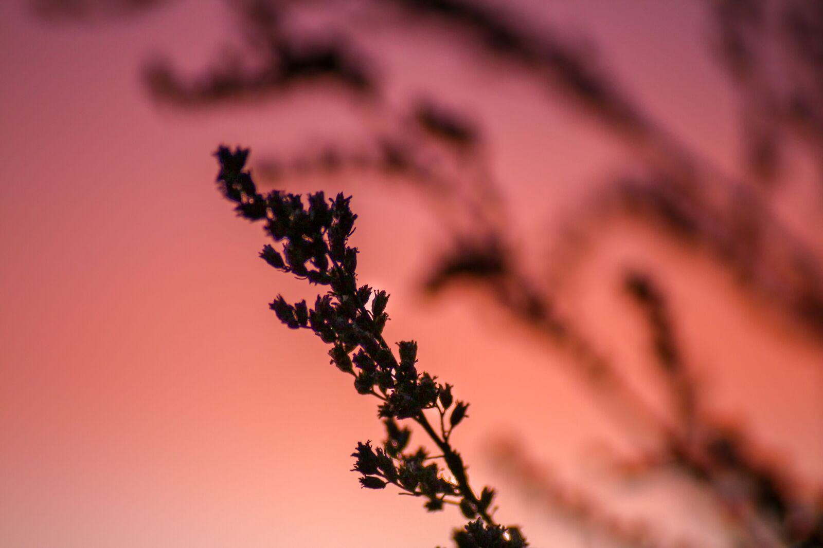 Canon EOS 650D (EOS Rebel T4i / EOS Kiss X6i) sample photo. Branch, backlighting, mood photography