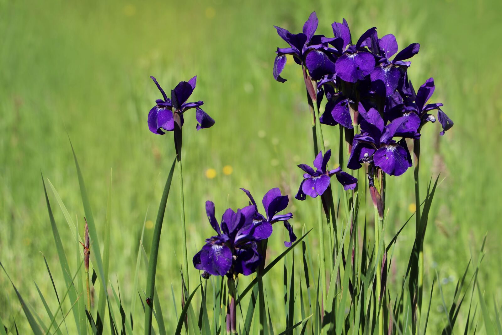 Canon EF-S 18-135mm F3.5-5.6 IS USM sample photo. Iris, lilies, flowers photography
