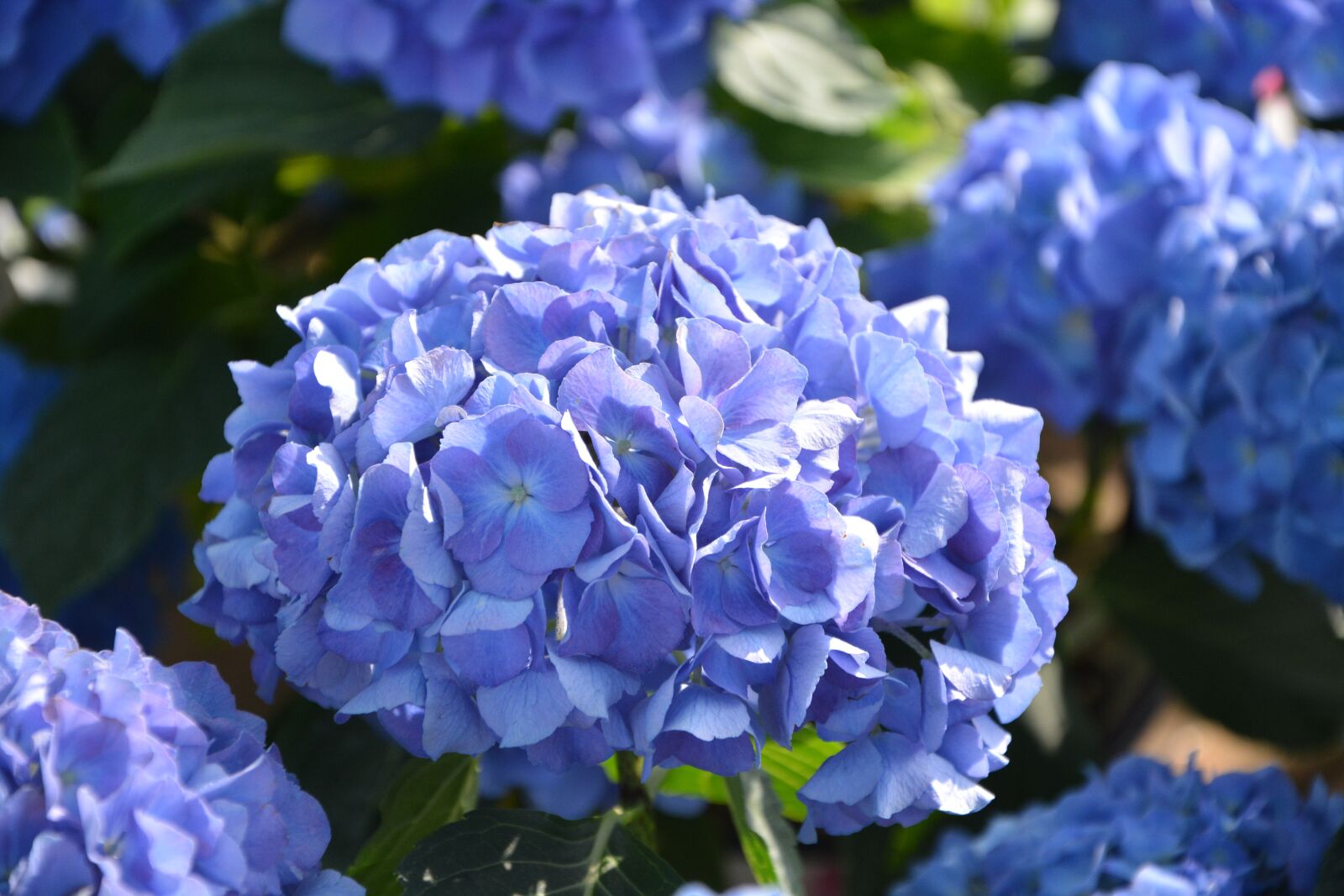 Nikon D5200 sample photo. Flowers, hydrangea blue, flowering photography