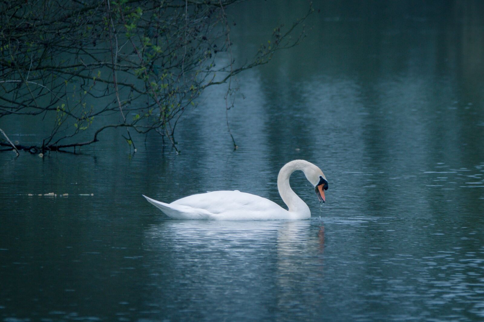 150-600mm F5-6.3 DG OS HSM | Contemporary 015 sample photo. Swan, water bird, swim photography