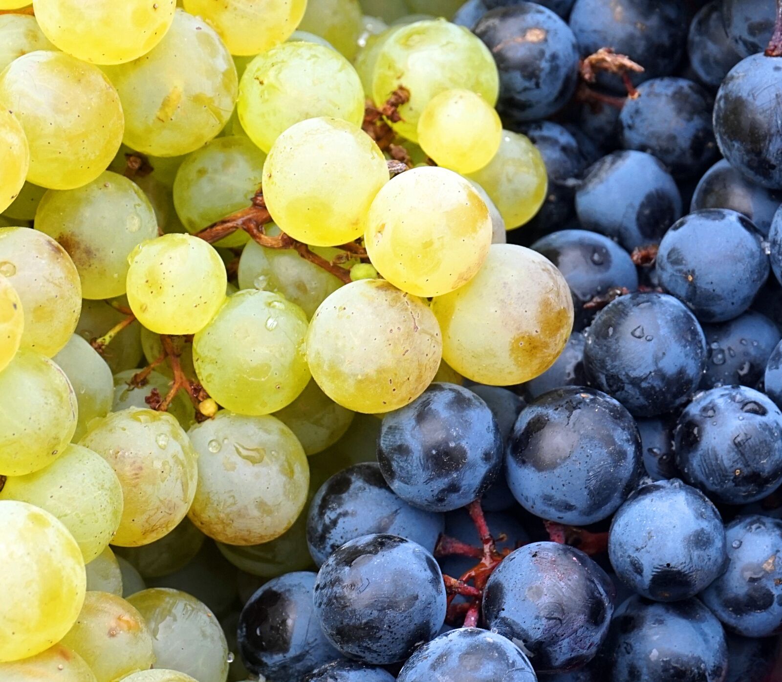 Sony Alpha a5000 (ILCE 5000) sample photo. Grapes, red, white photography