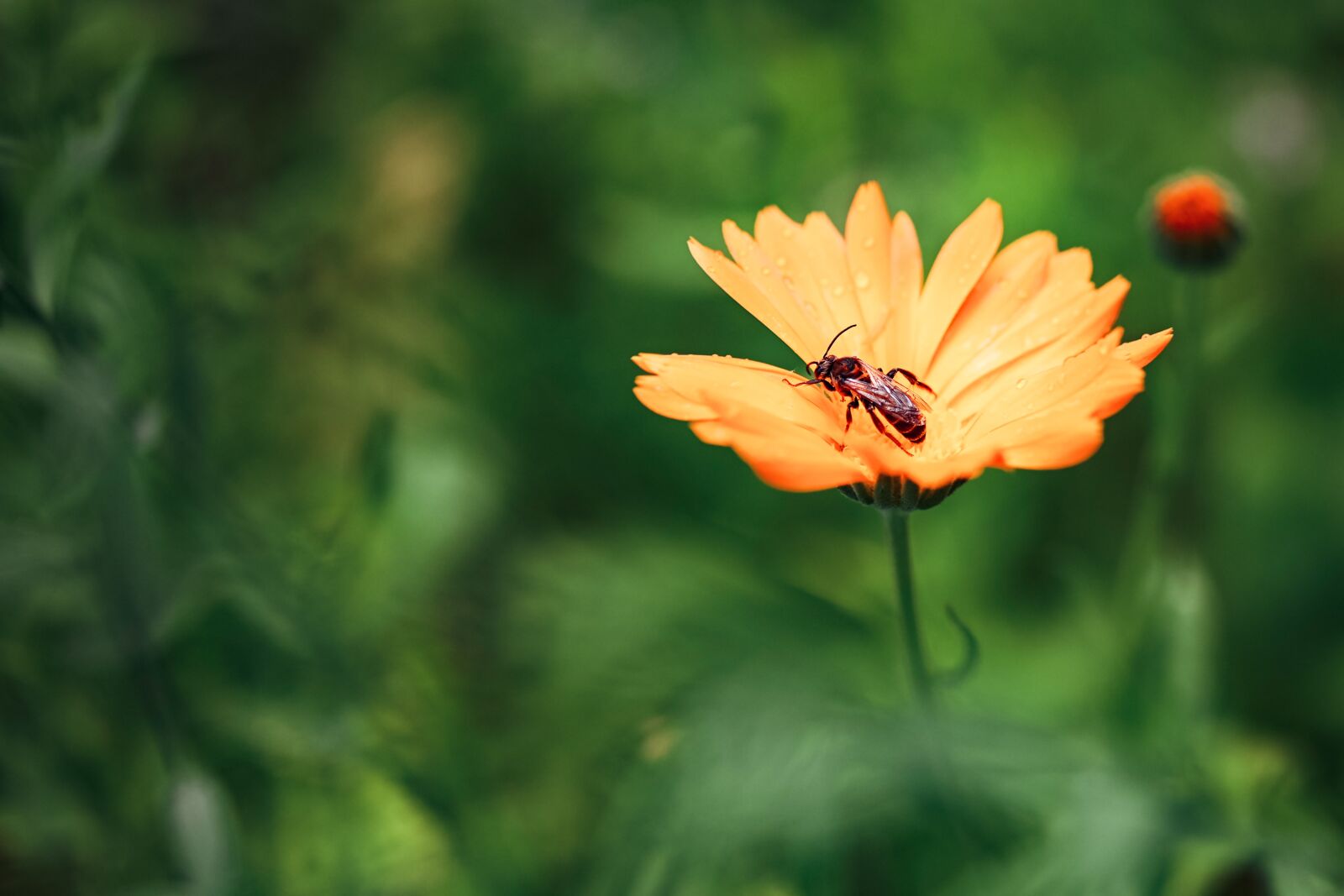 Nikon Z6 sample photo. Hoverfly, insect, pollination photography