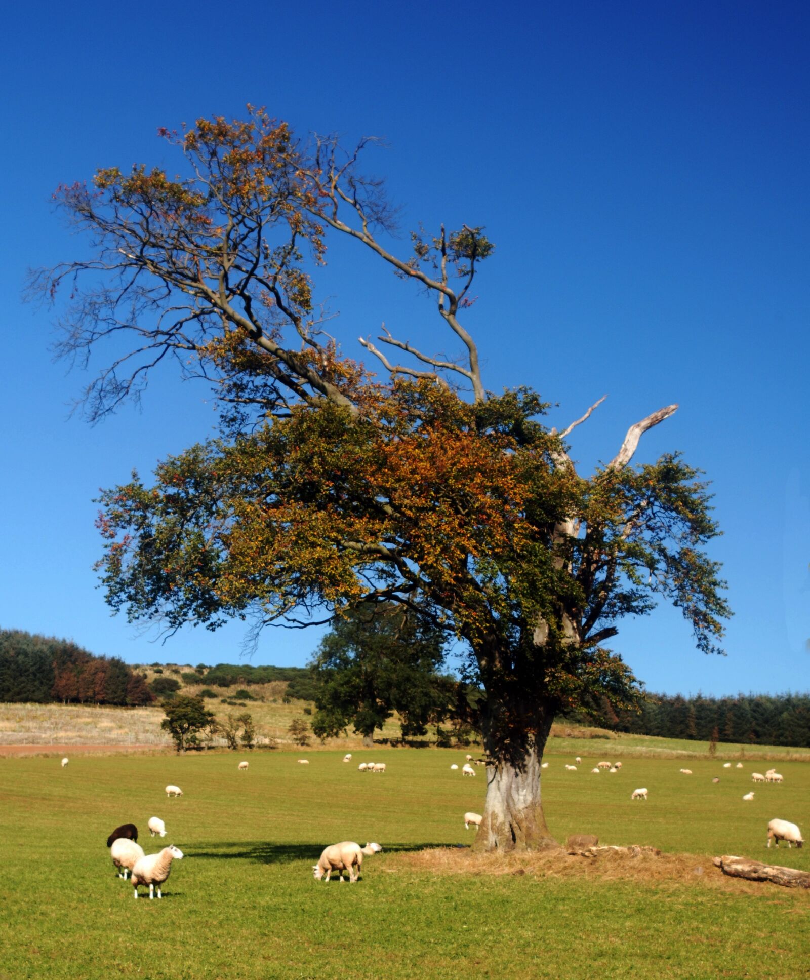 Nikon D80 sample photo. Tree, sheep, countr photography
