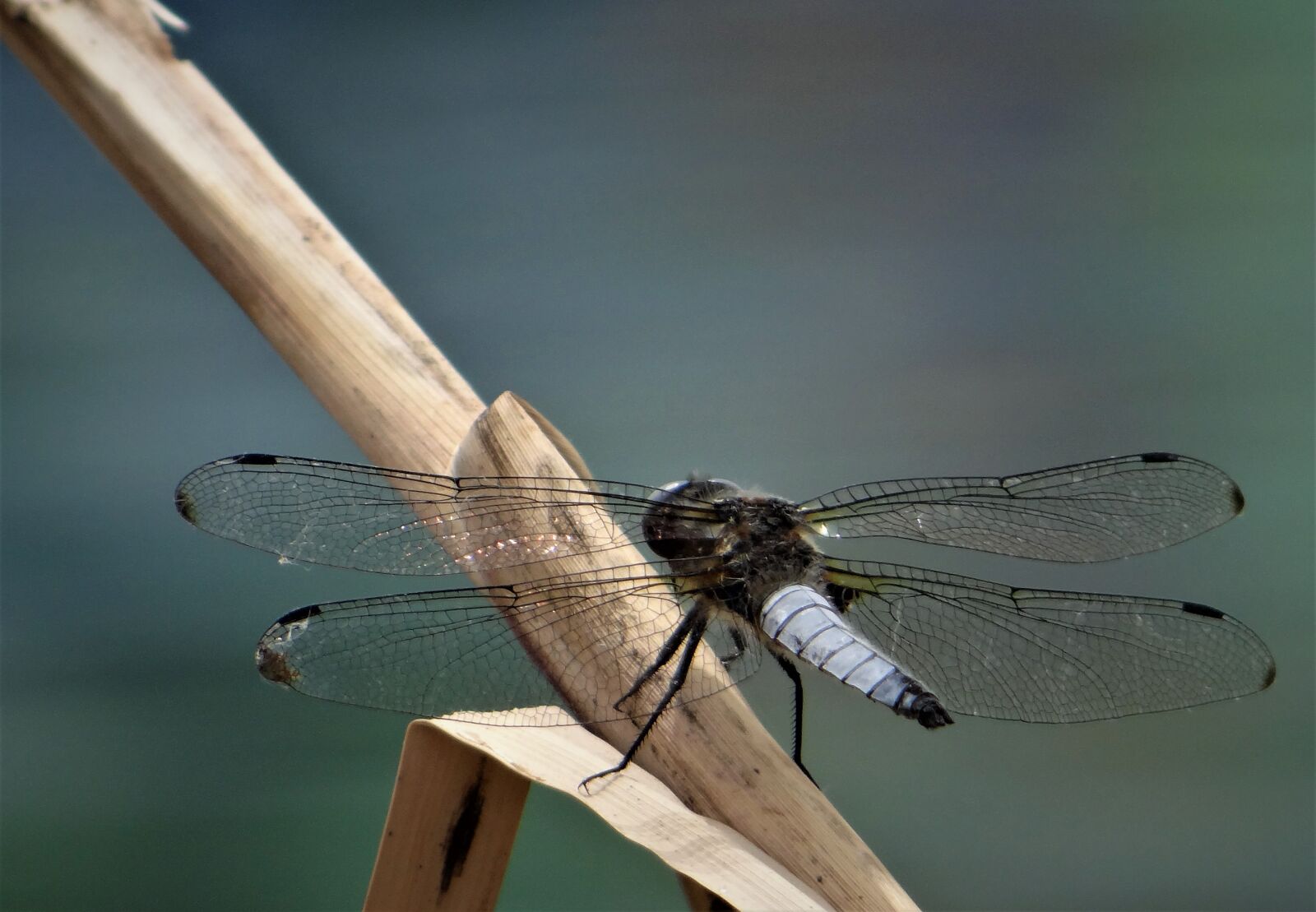 Sony DSC-HX200V sample photo. Dragonfly, insect, insects photography