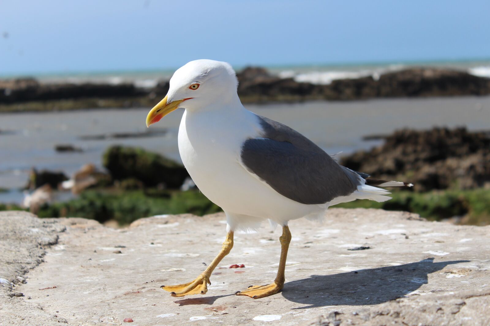 Canon EOS 700D (EOS Rebel T5i / EOS Kiss X7i) sample photo. Seagull, bird, ave photography