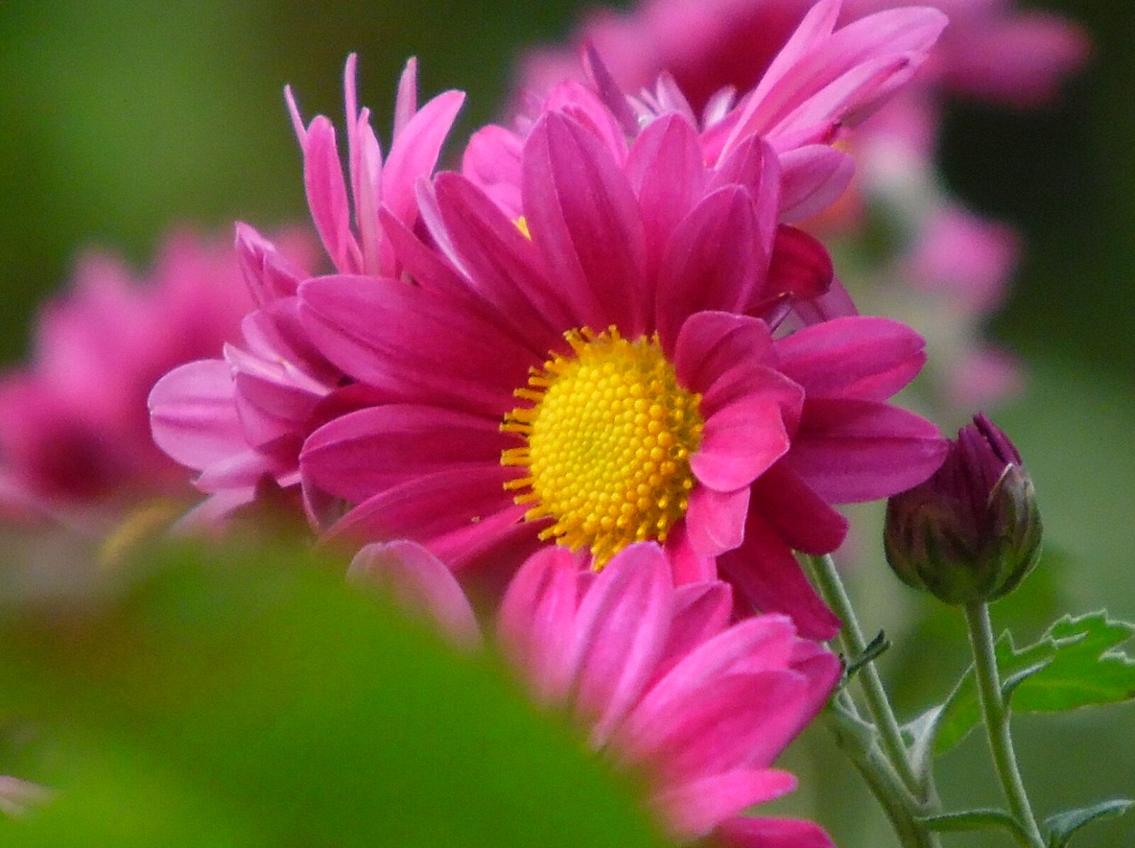 Samsung WB1100F/WB1101F/WB1102F sample photo