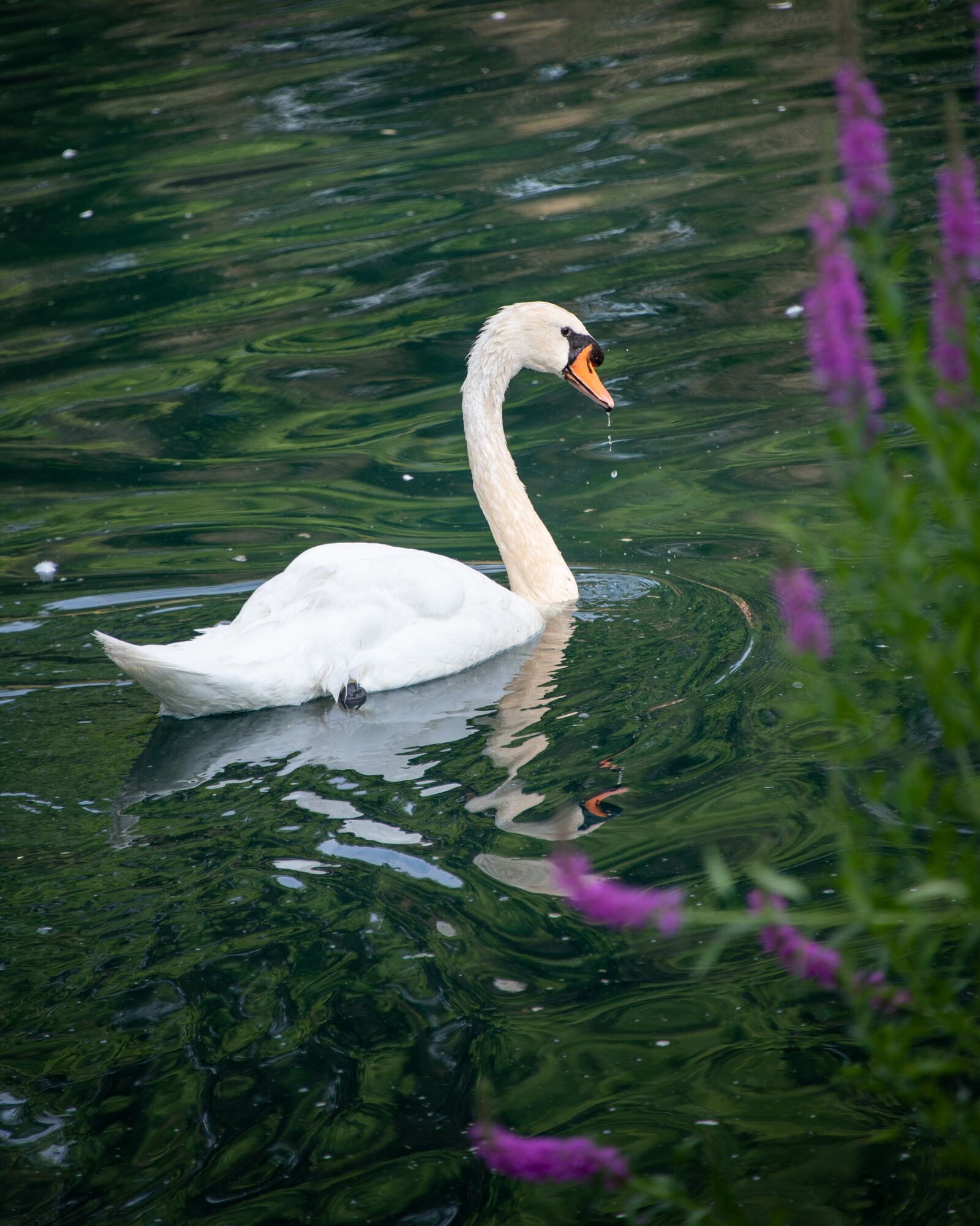 Nikon D850 sample photo. Swan, mute swan, white photography