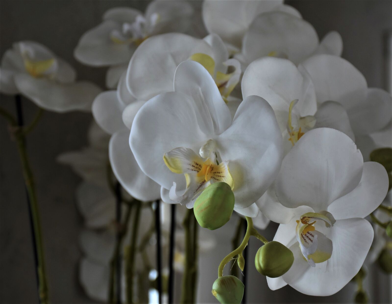 Nikon D7200 sample photo. Orchids, flowers, flower photography